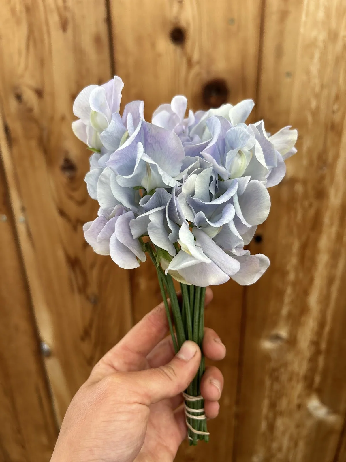 Sweet Pea 'Lunar Blue'