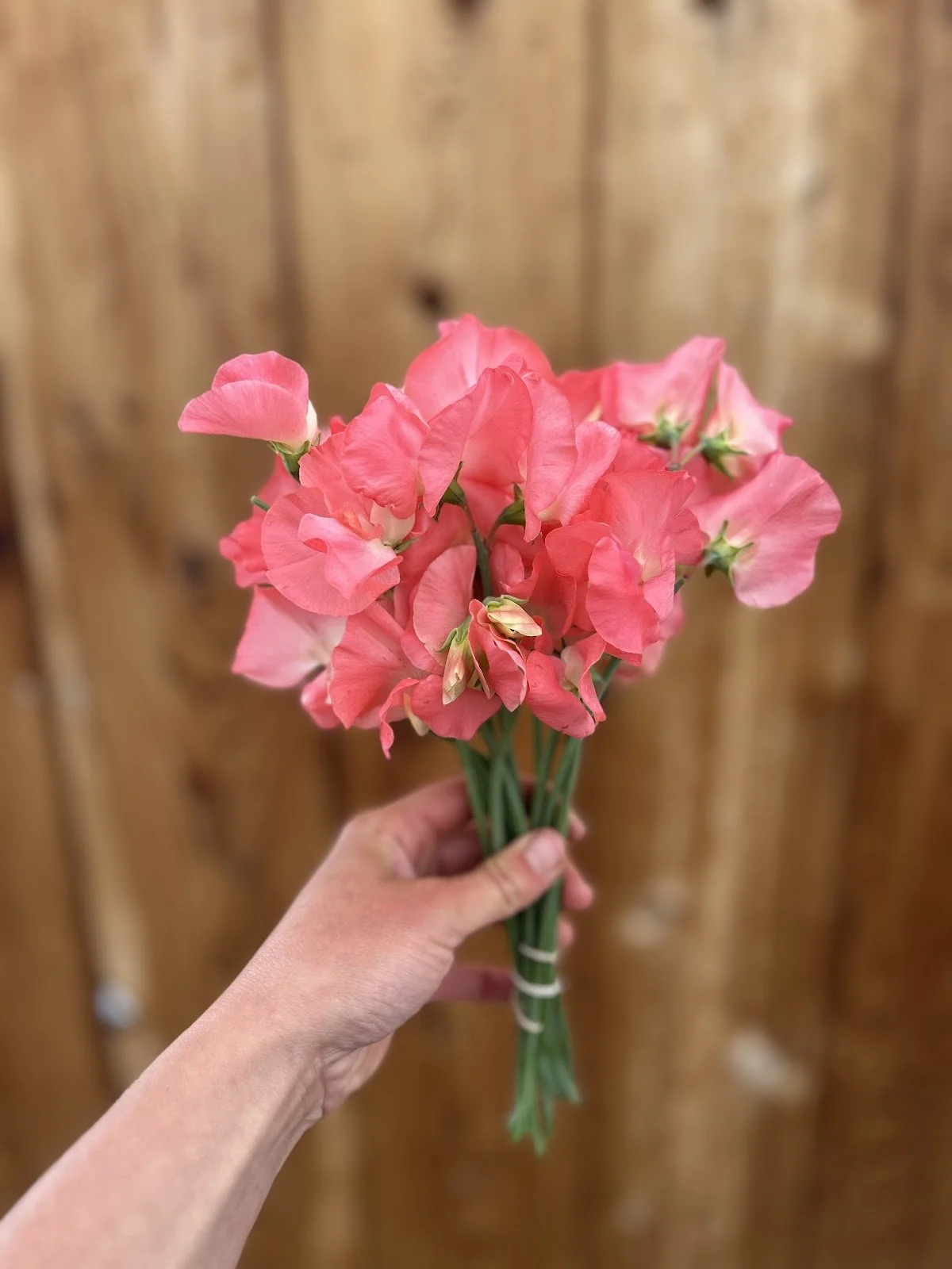 Sweet Pea 'Valerie Harrod'