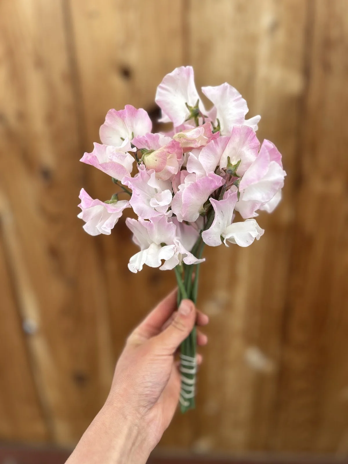 Sweet Pea 'Anniversary'