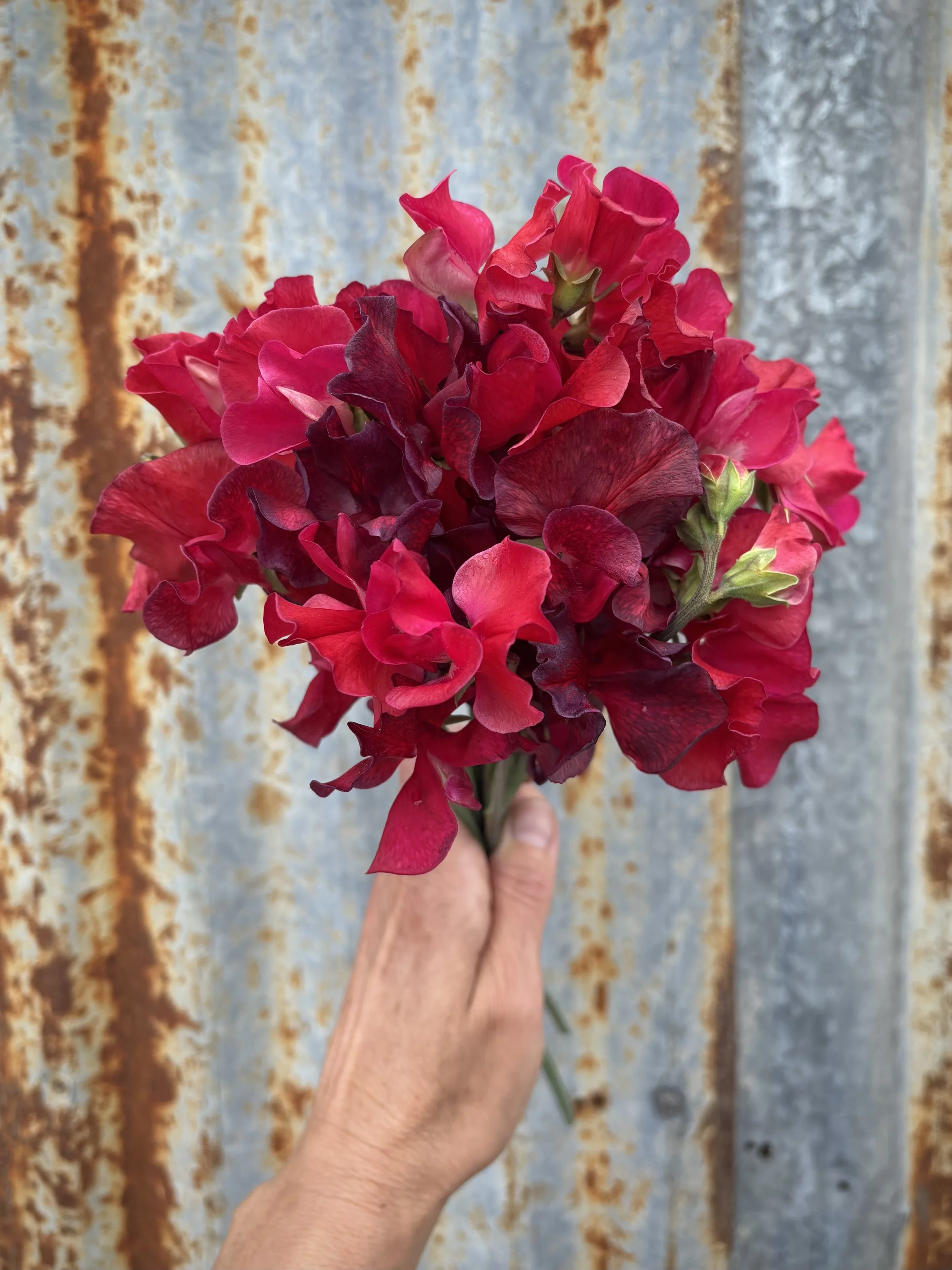 Sweet Pea 'Future Shock