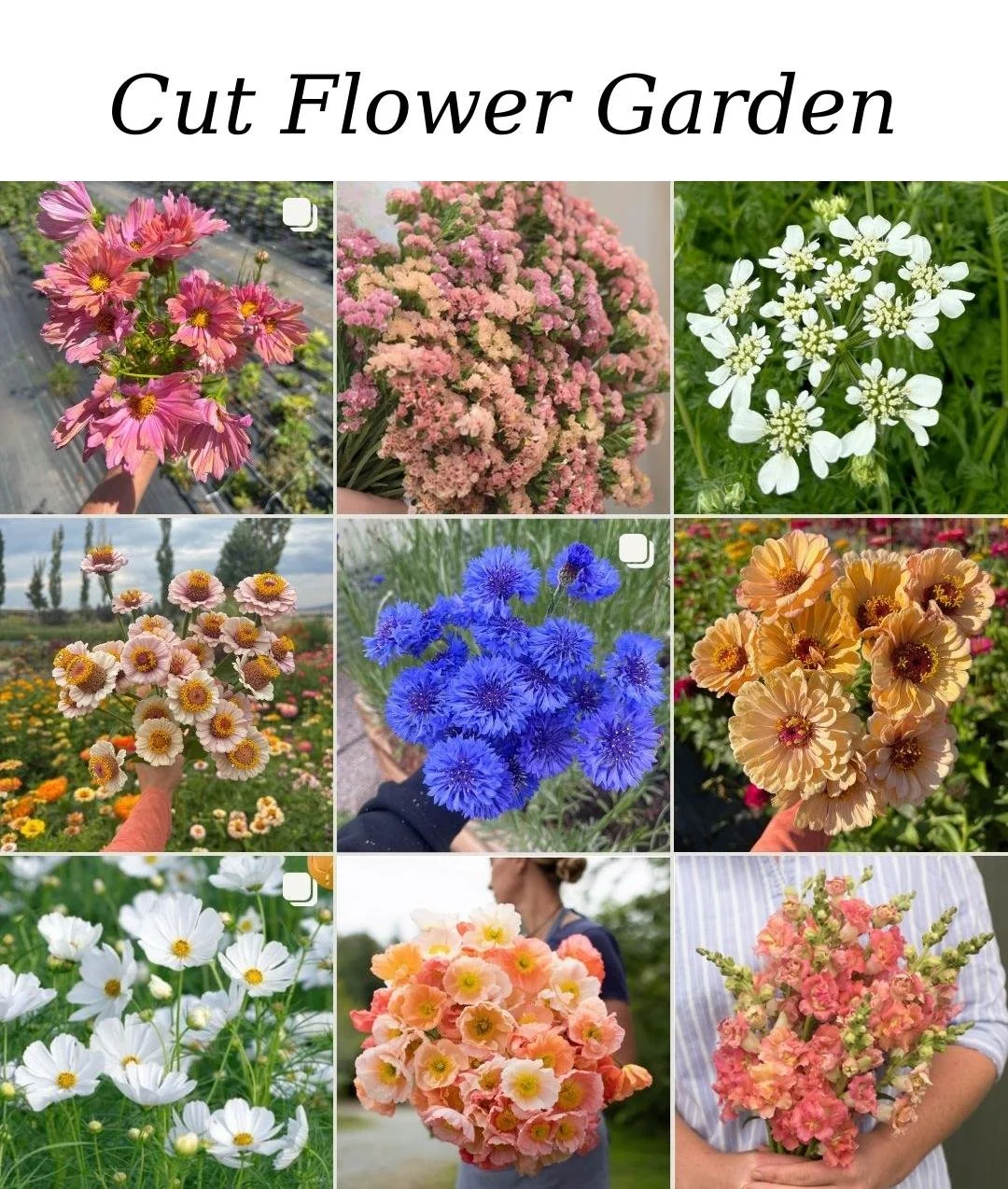 cut_flower_garden_grid .jpg