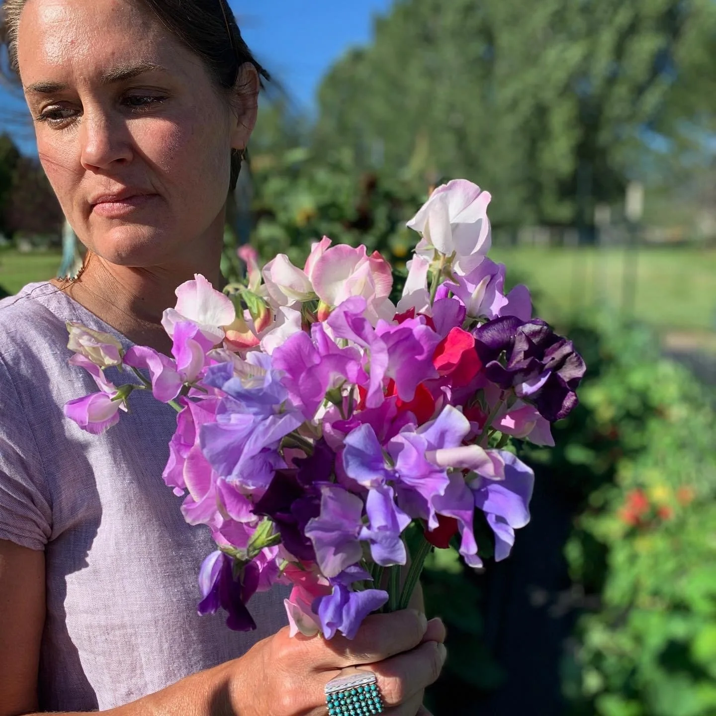 Fragrant heirloom sweet pea seeds for planting