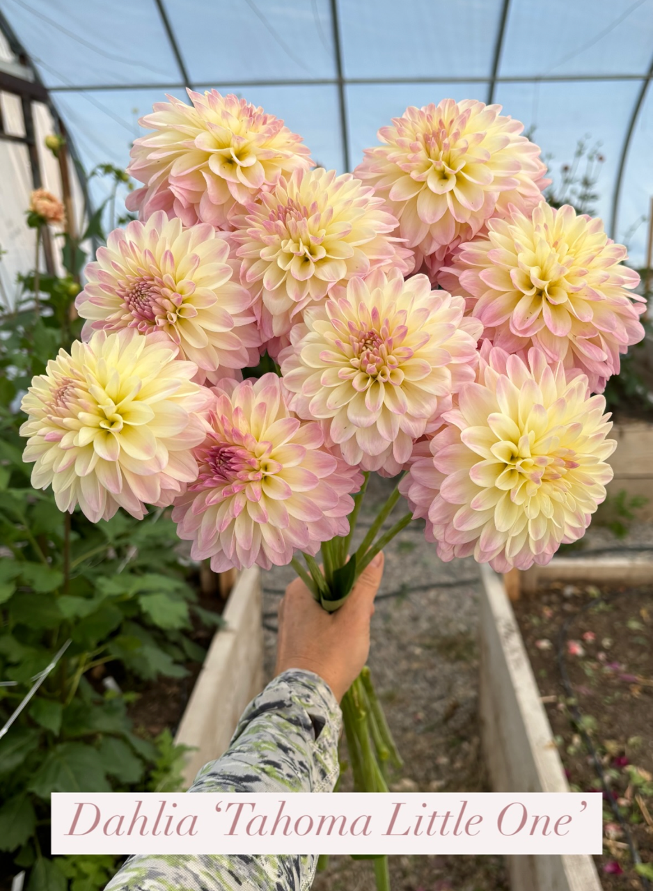 Dahlia 'Tahoma Little One'