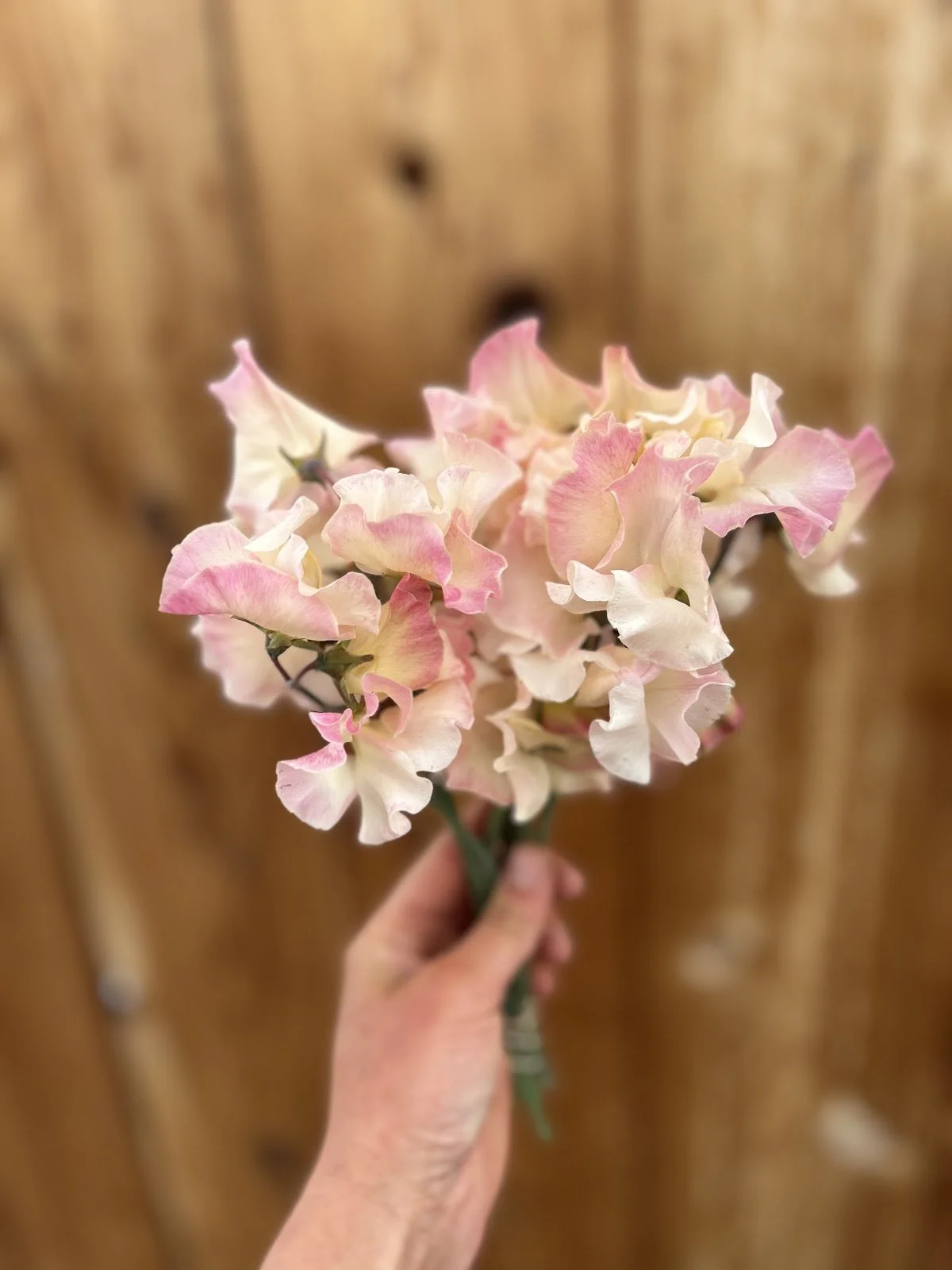 Sweet Pea 'Mollie Rilstone'