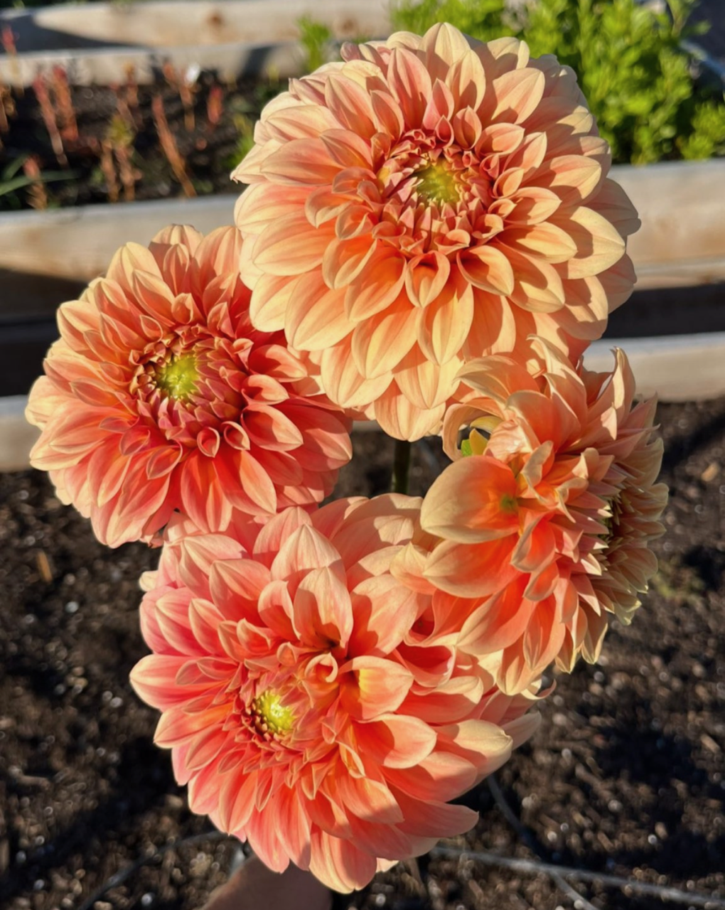 Bracken Palomino.png