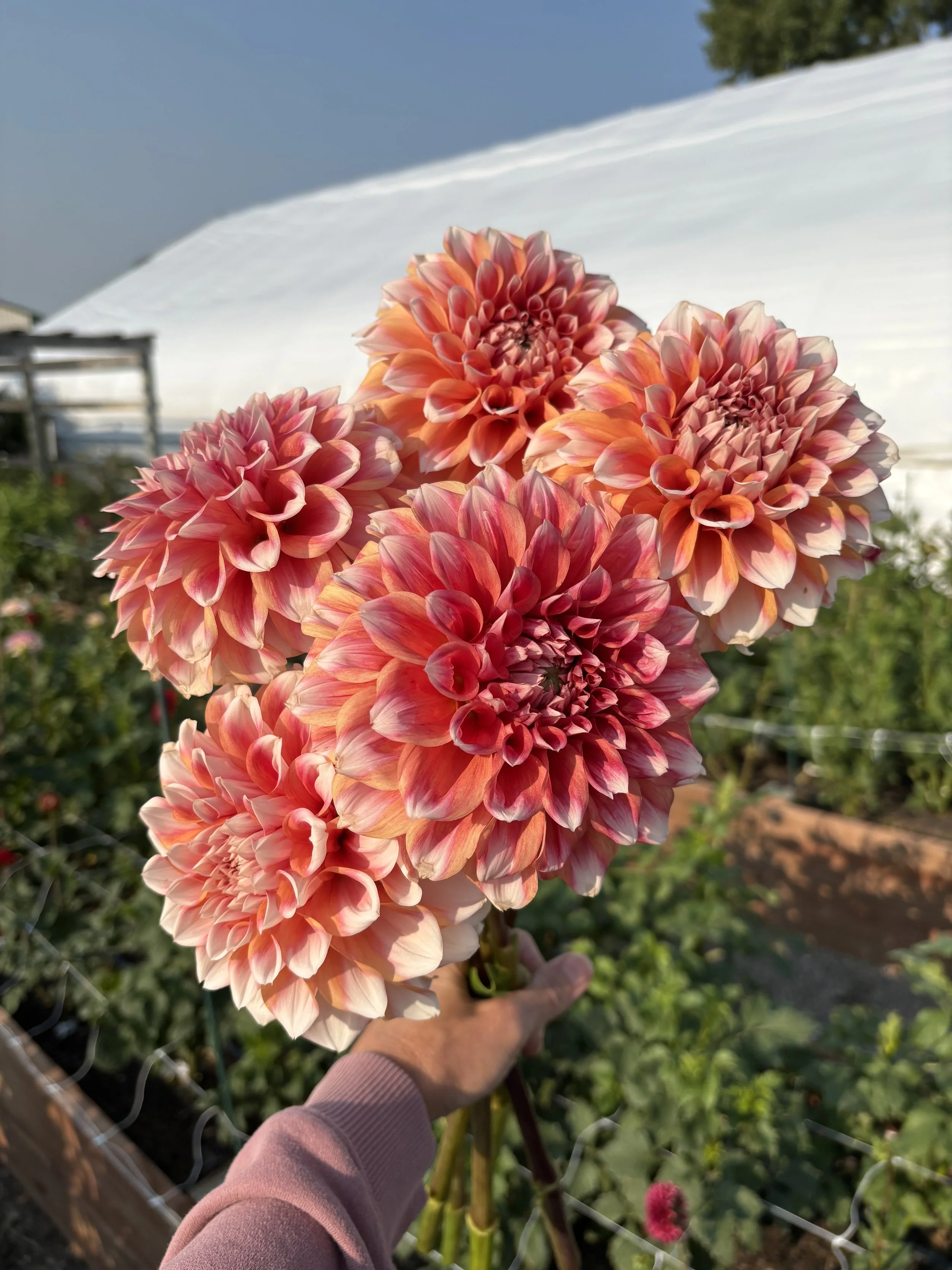 Robann Creamsicle 2.jpg