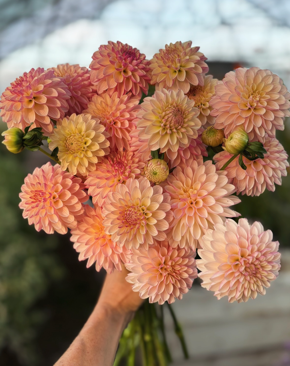 Valley Porcupine.png