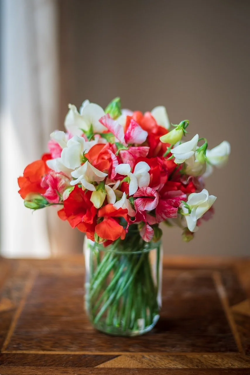 Fragrant heirloom sweet pea seeds for planting