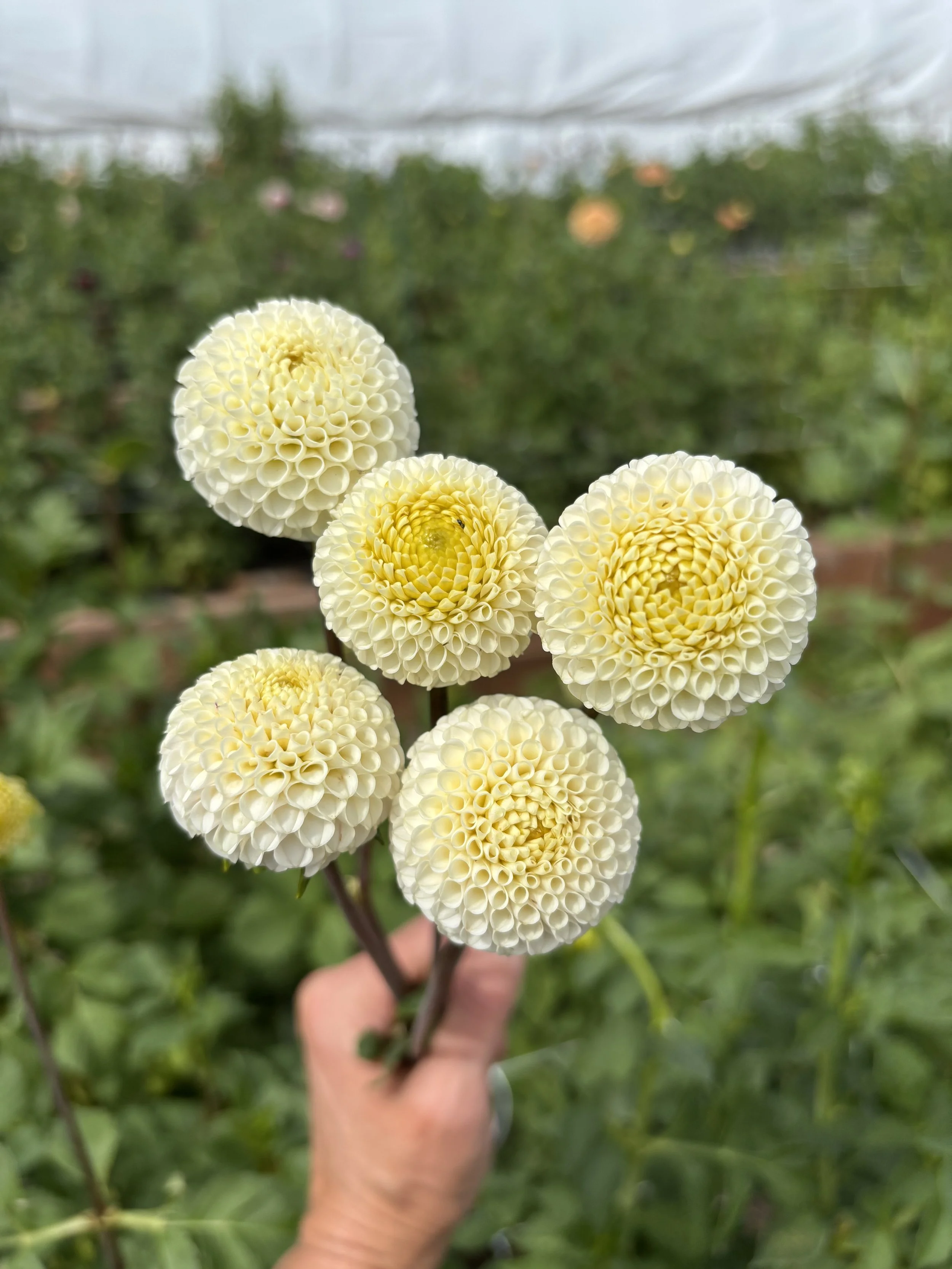 Dahlia 'Small World'