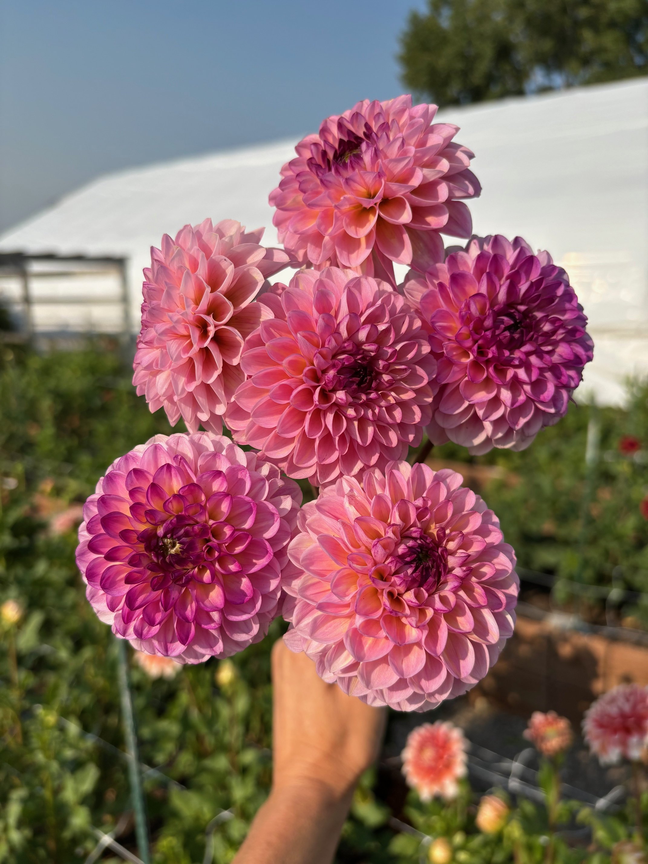 Wine Eyed Jill .jpeg