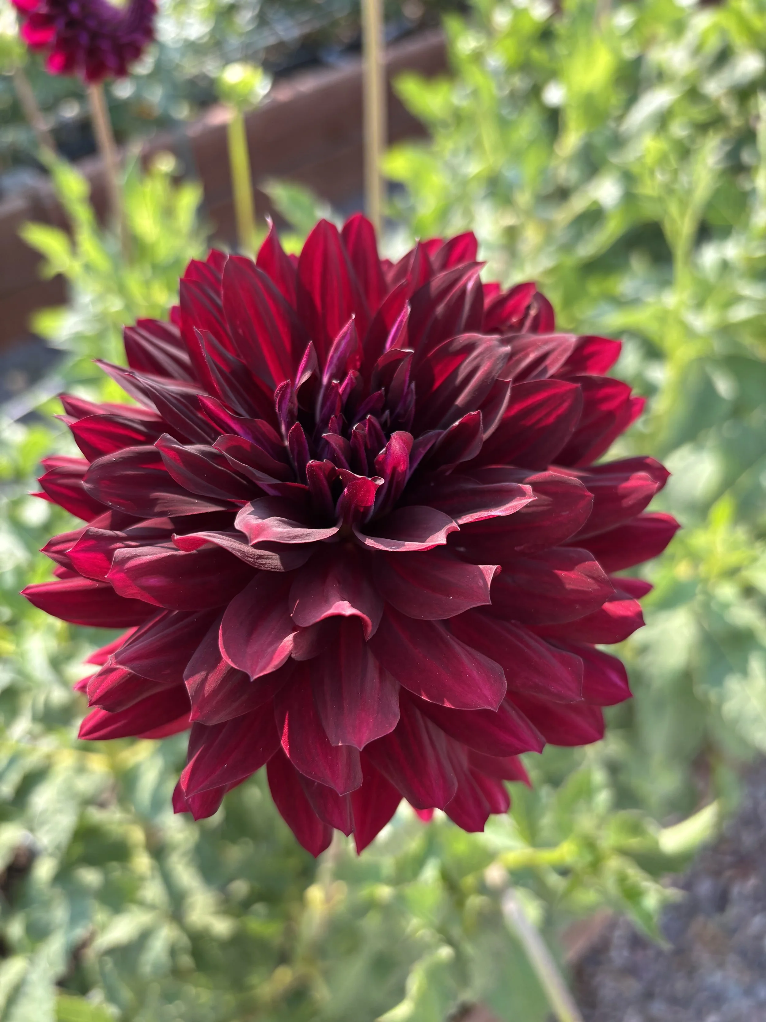 Hollyhill Black Beauty .jpg