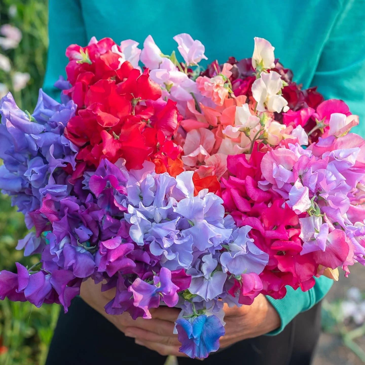Fragrant heirloom sweet pea seeds for planting