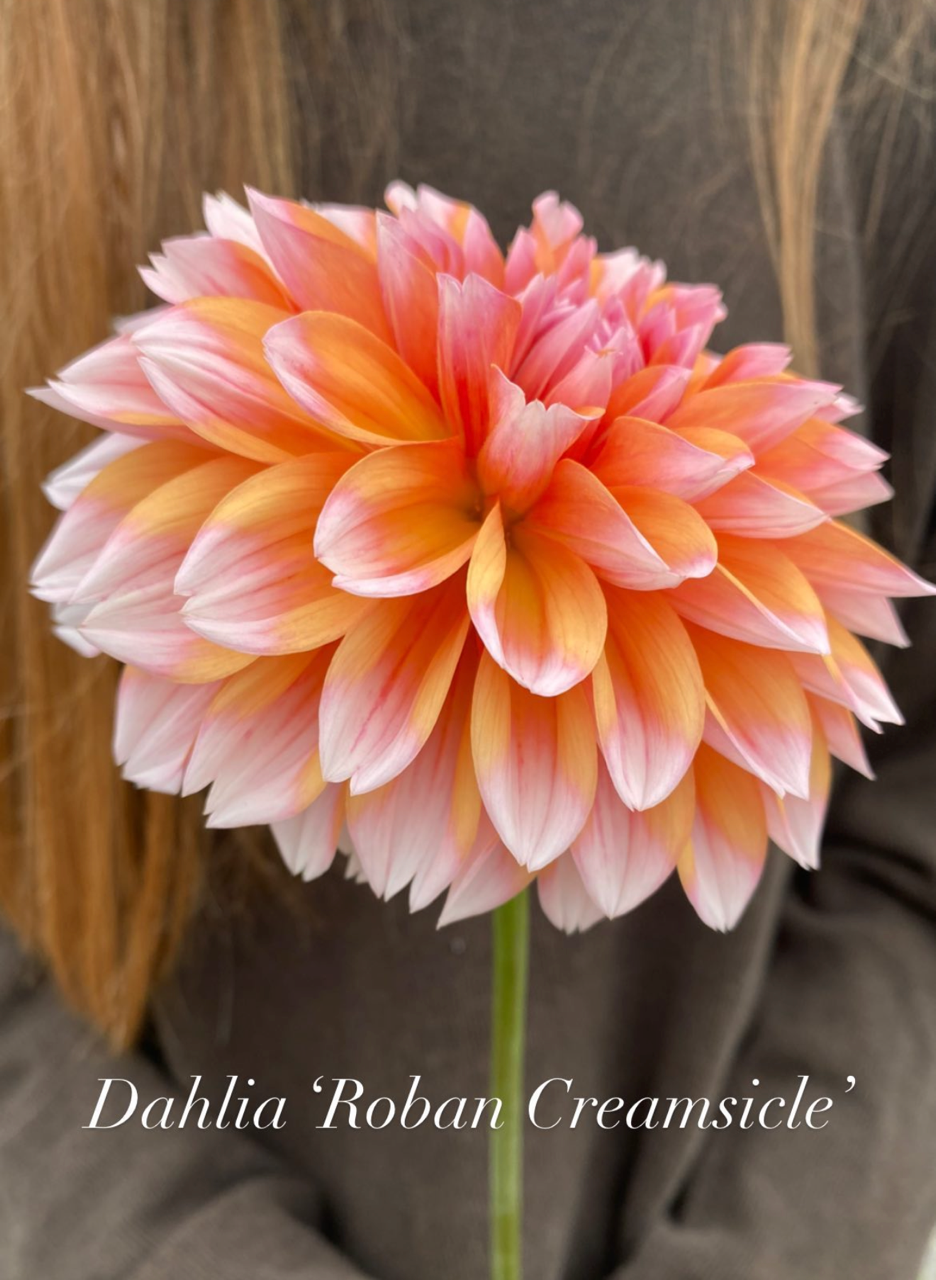 Robann Creamsicile 3.png