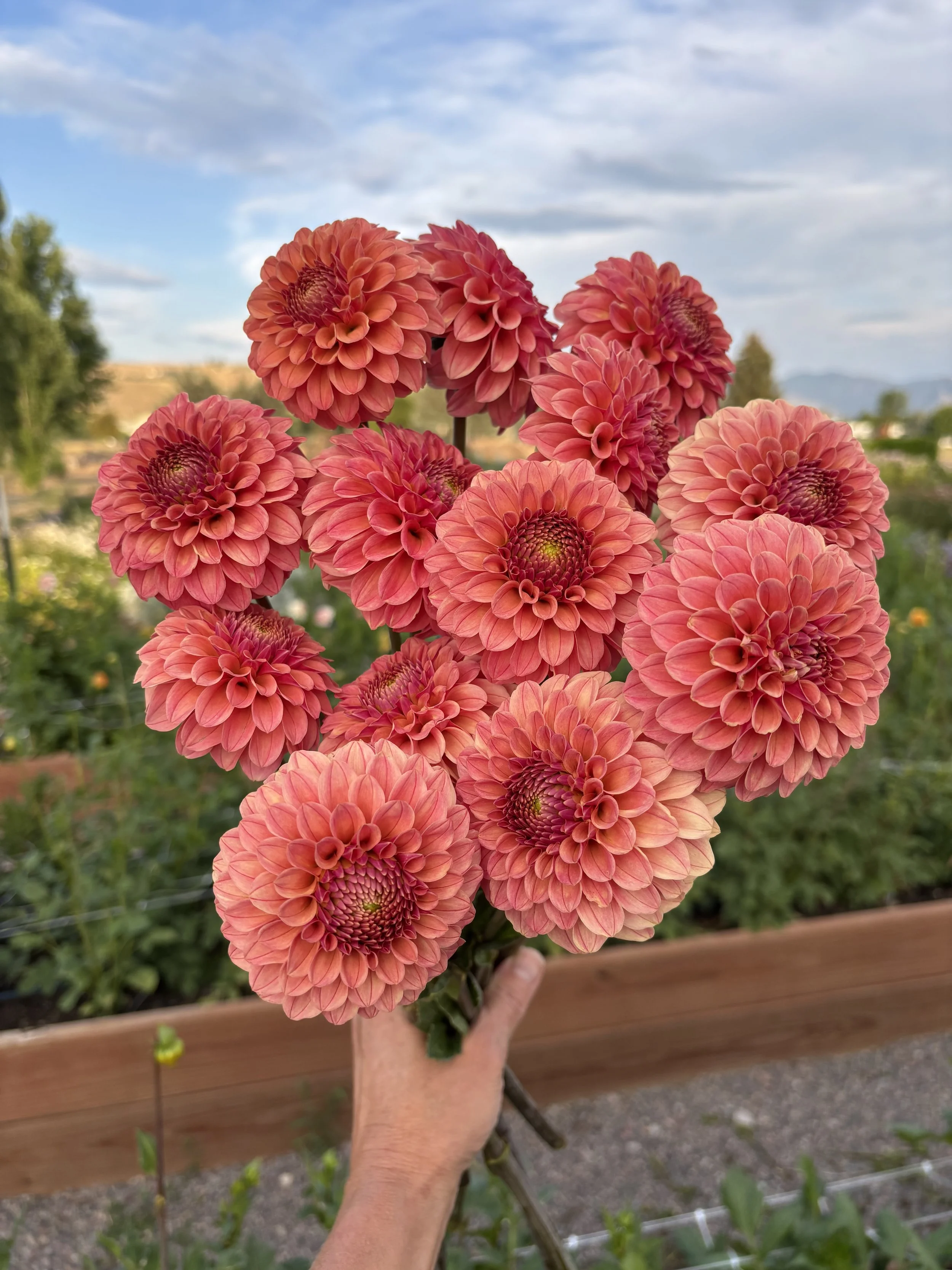 Dahlia 'Rose Toscano'