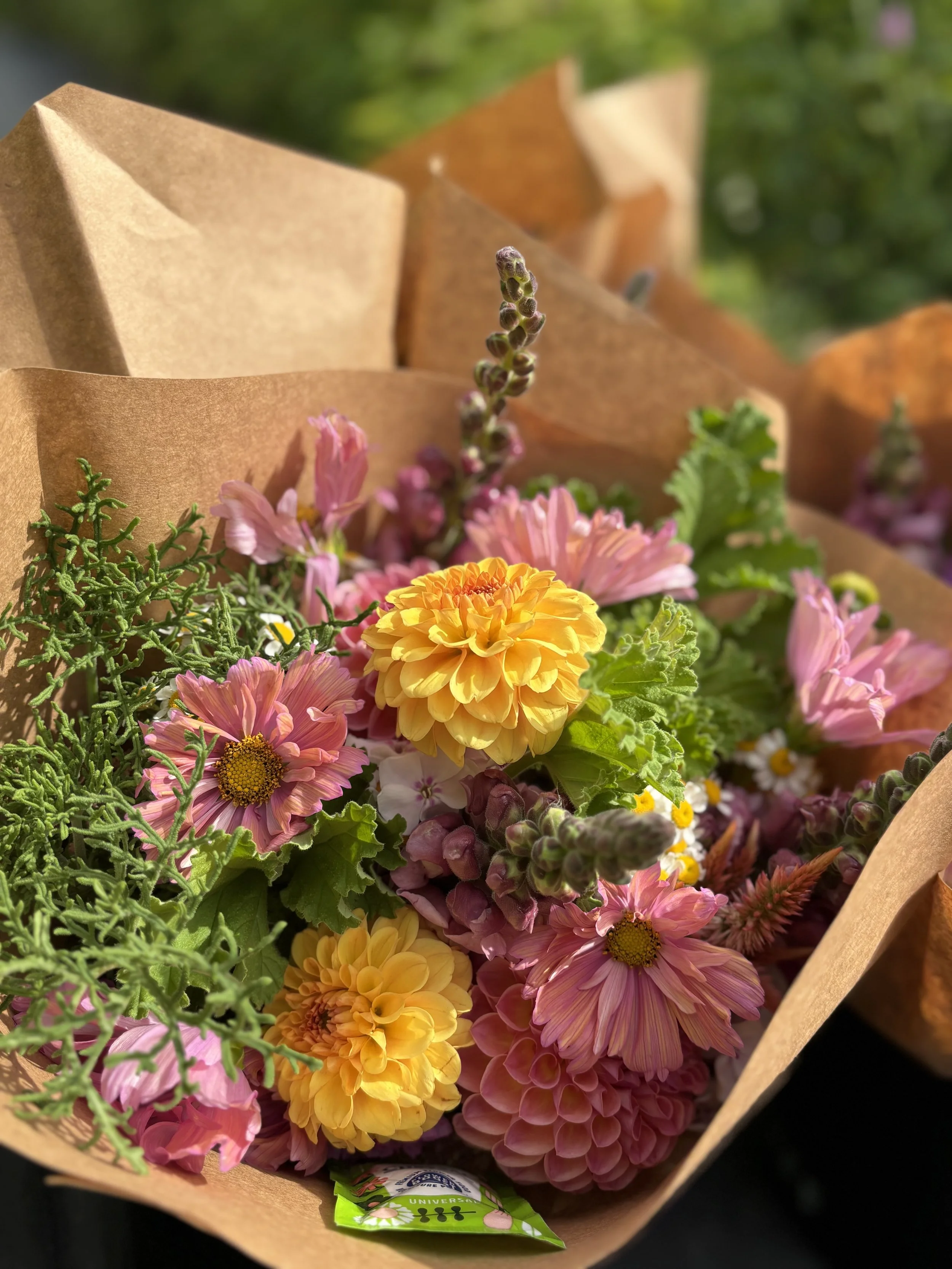 2026 Summer Subscription 2 - Begins July 29th 2026