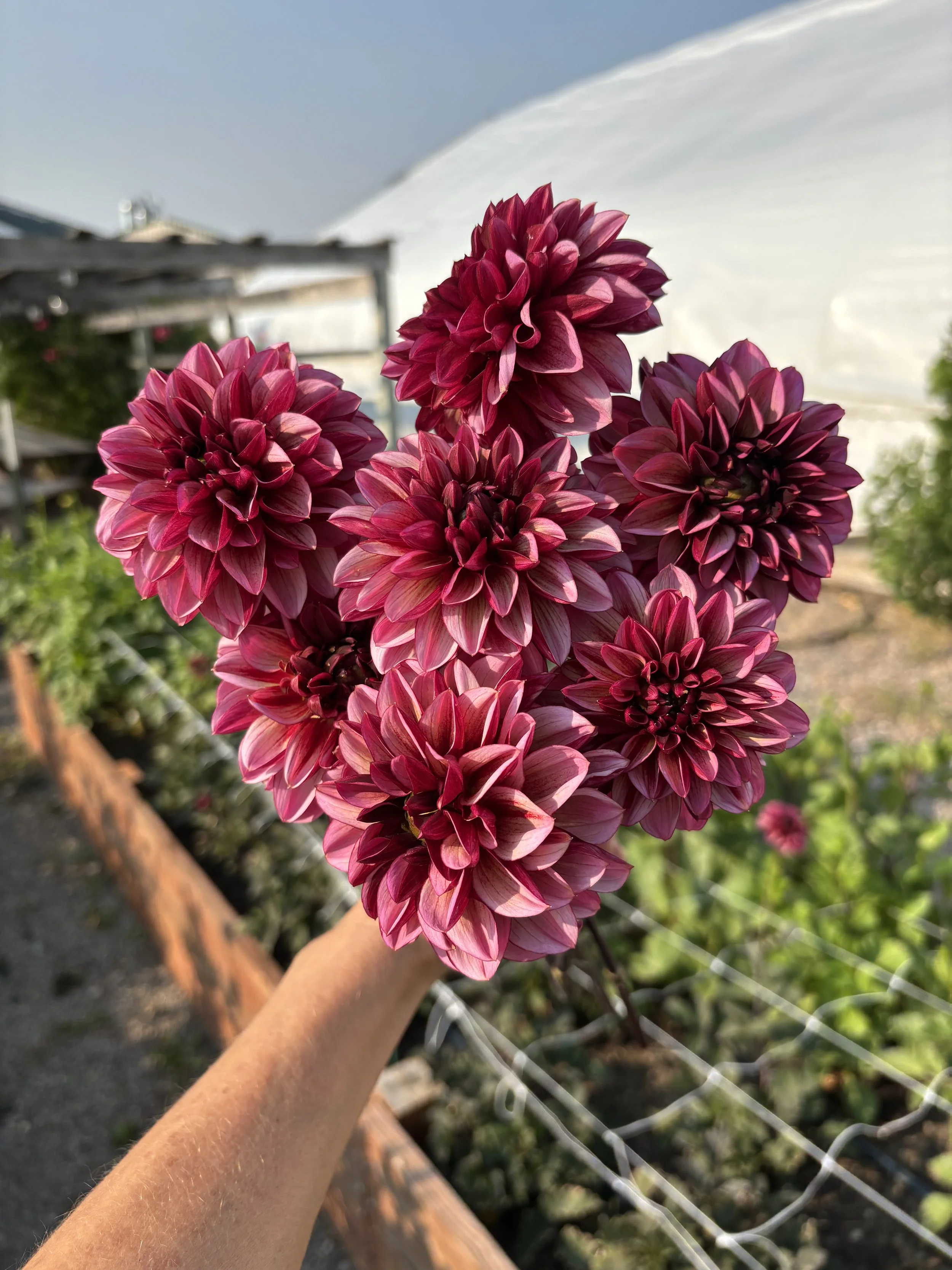 Dahlia 'Seniors Hope'