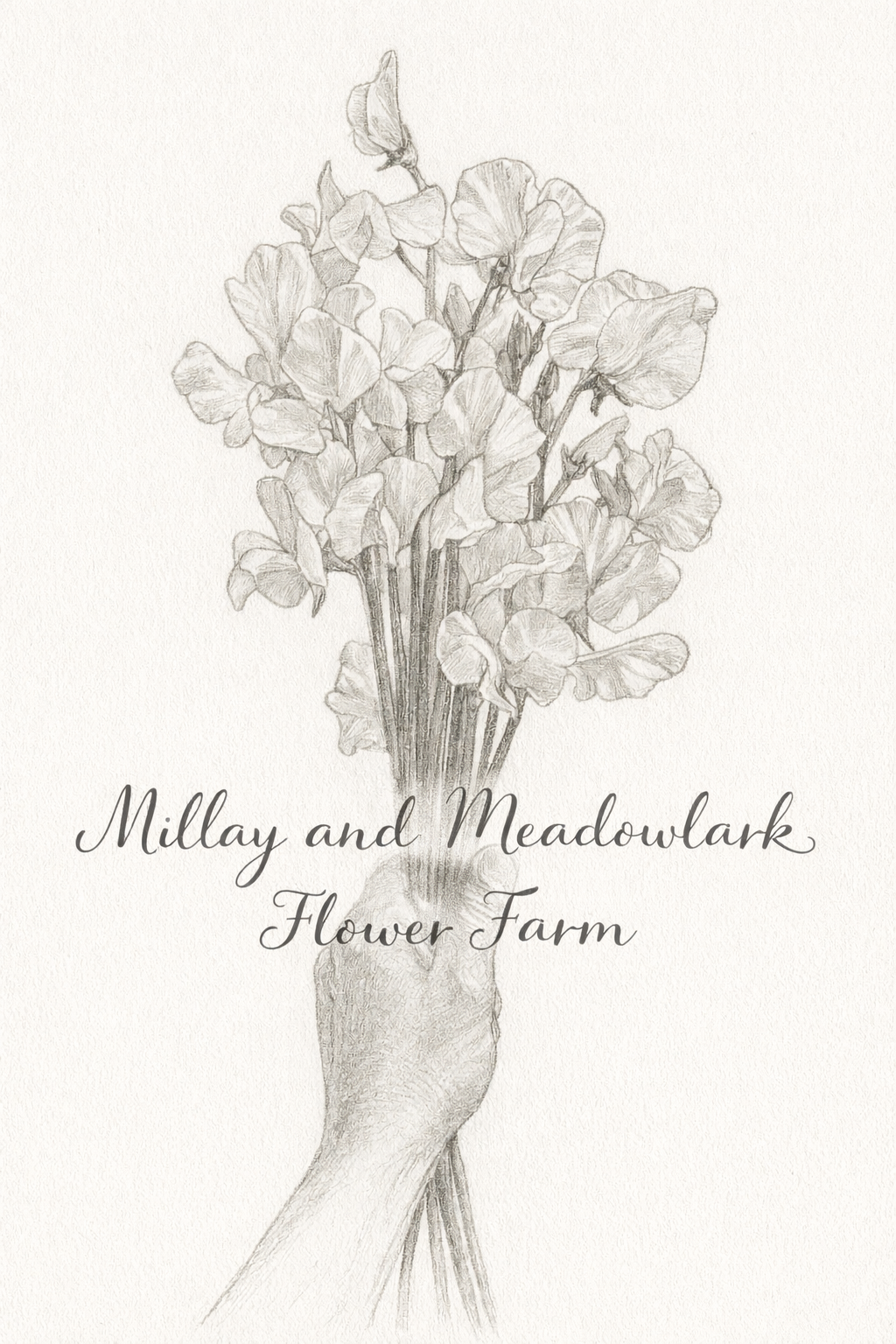 Sweet Pea 'Raspberry Flake'