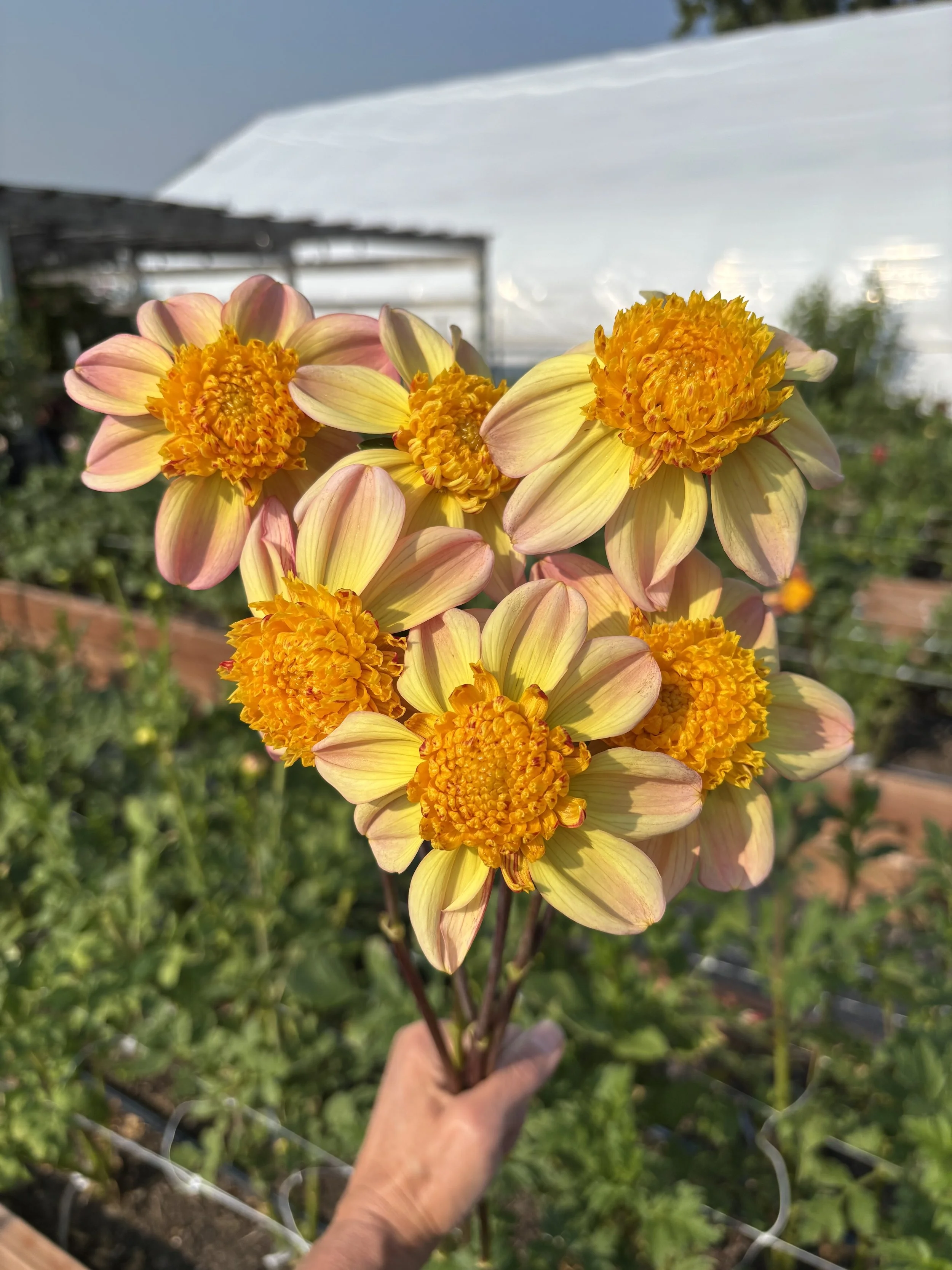 Bloomquist Golden.jpg