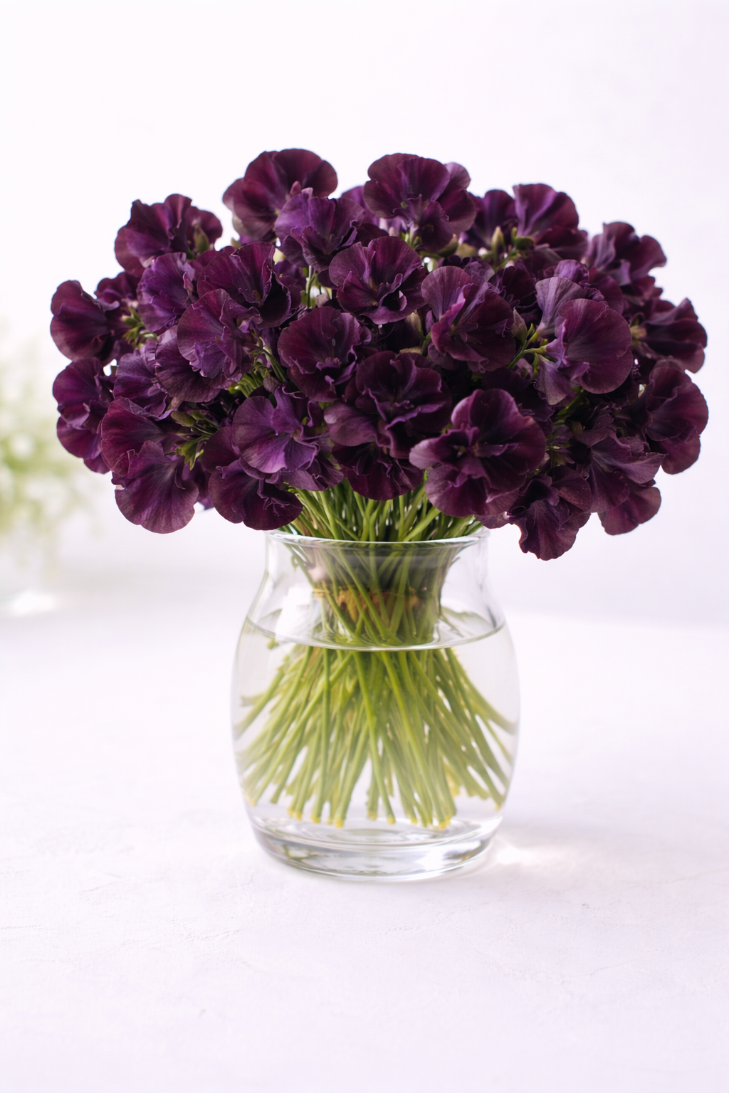 Sweet Pea 'Almost Black'