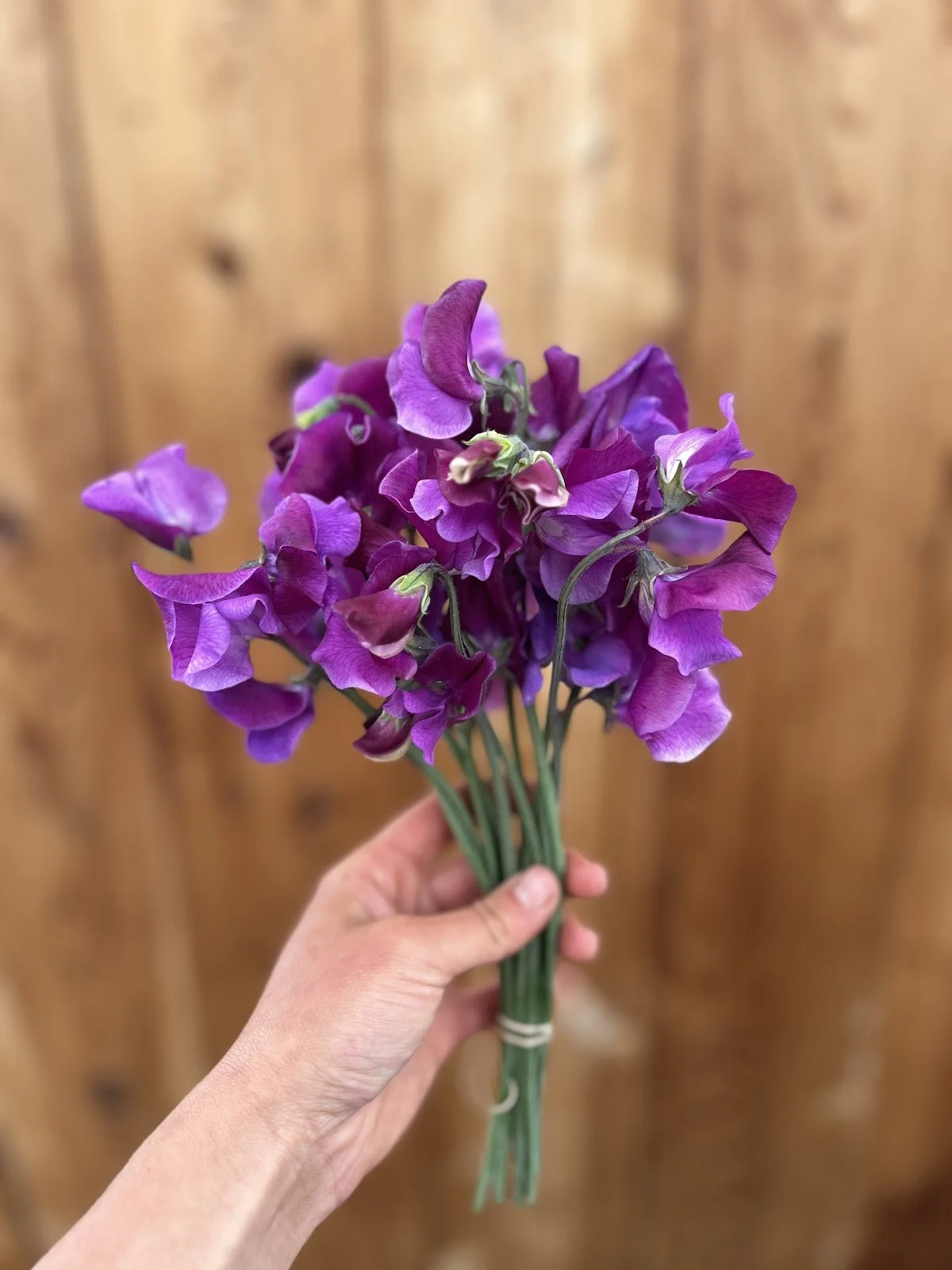 Sweet Pea 'Richard & Judy'