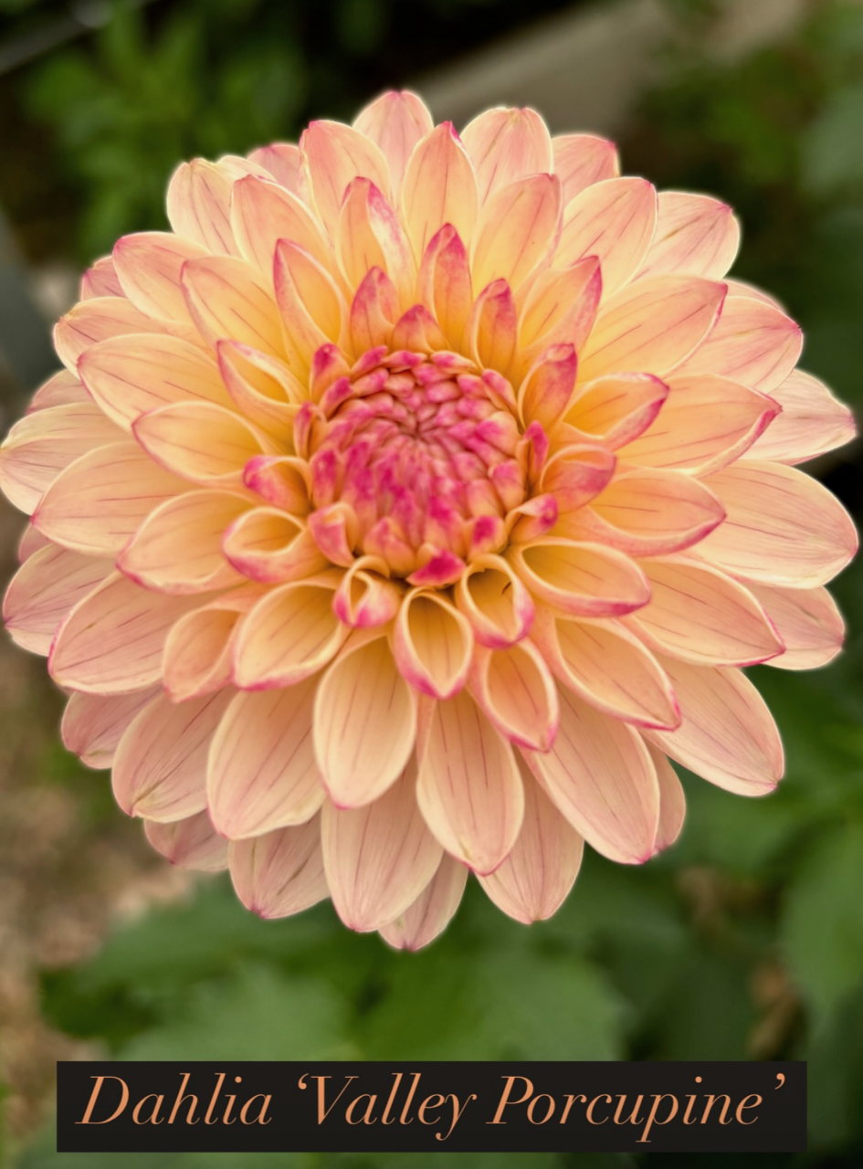 Valley Porcupine 2.png