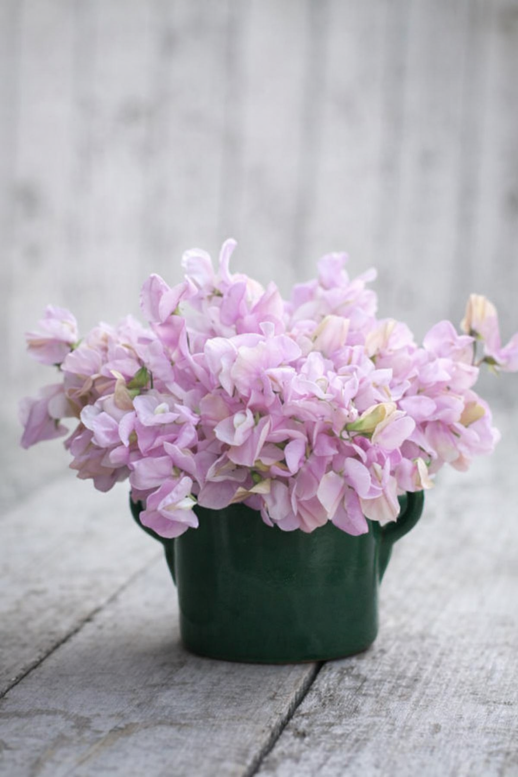 Fragrant heirloom “Nellie Viner” sweet pea seeds for planting