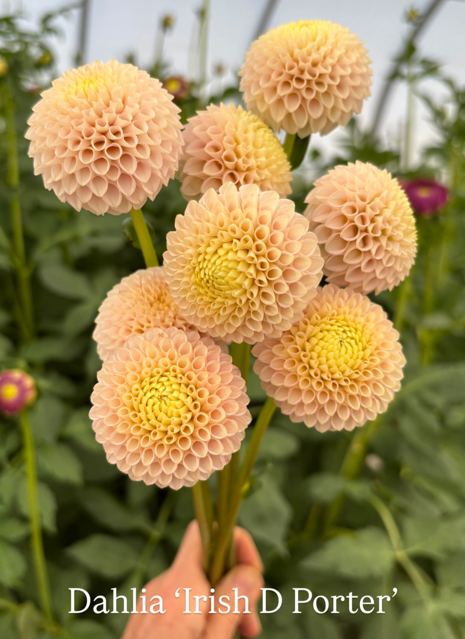 Irish D Porter 2.png