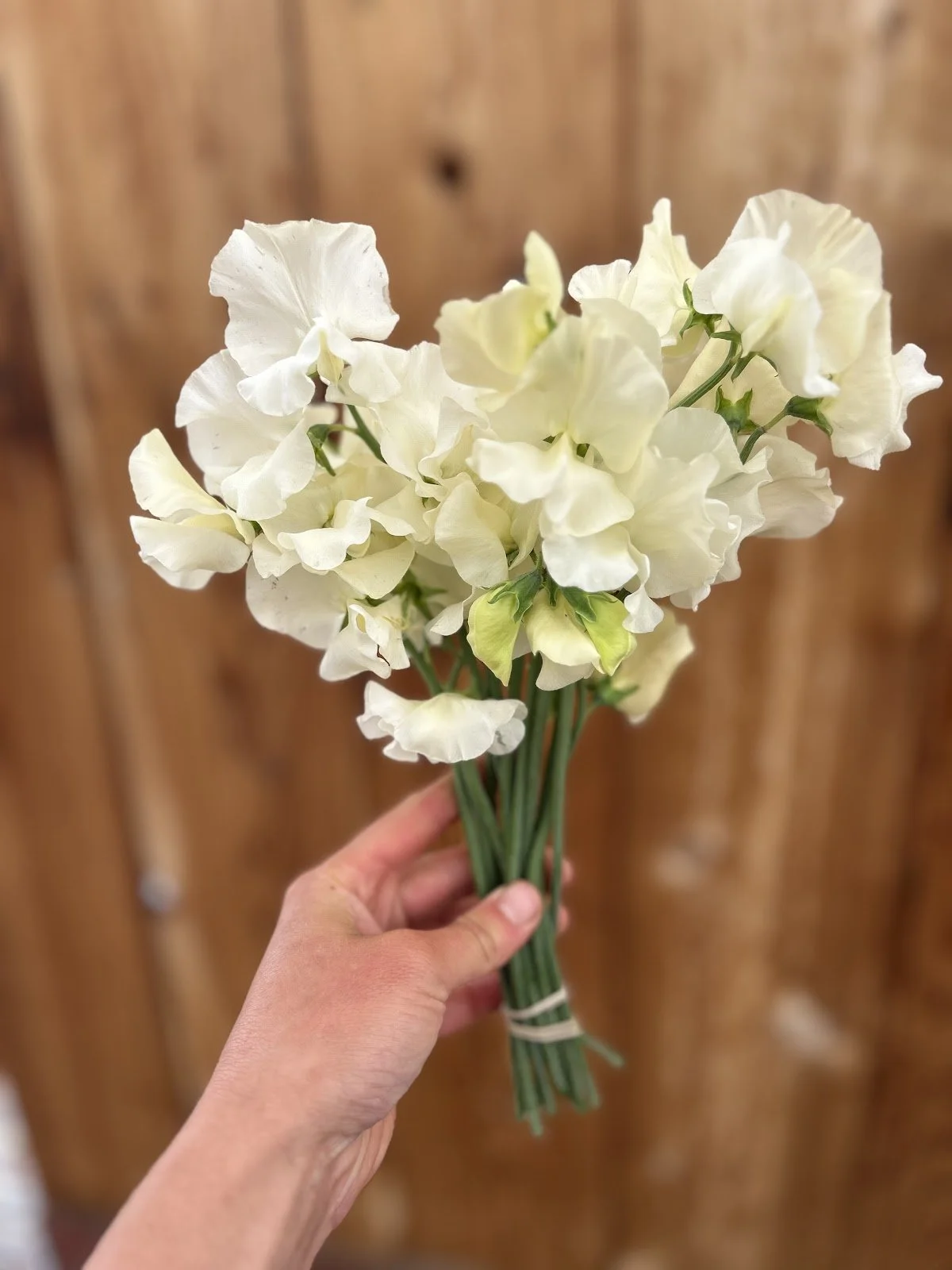 Sweet Pea 'Clotted Cream'