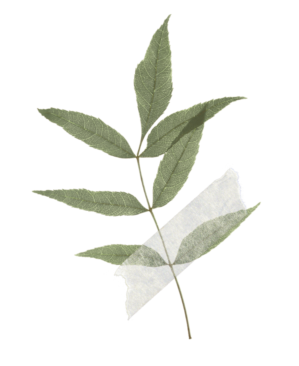 A sprig of green leaves with a piece of masking tape attached.