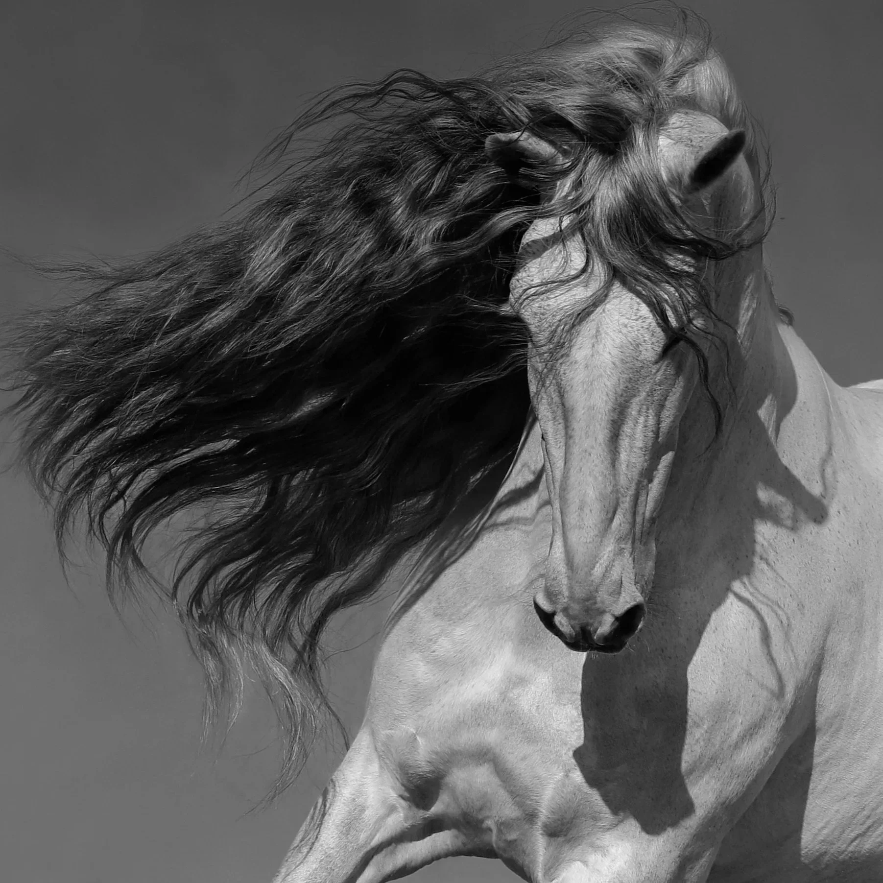 Vaquero (Coming Soon)