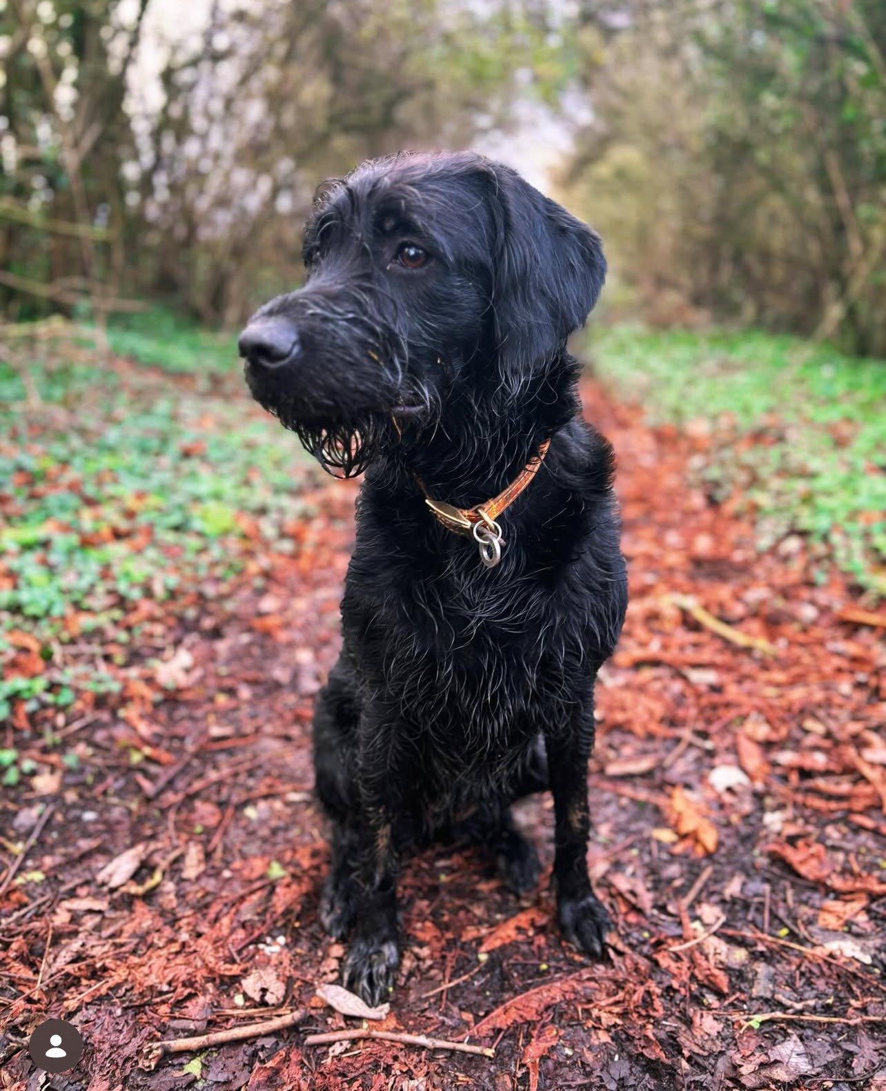 A wet black dog sitting on a dirt and leaves trail in a forested area with blurred trees in the background.