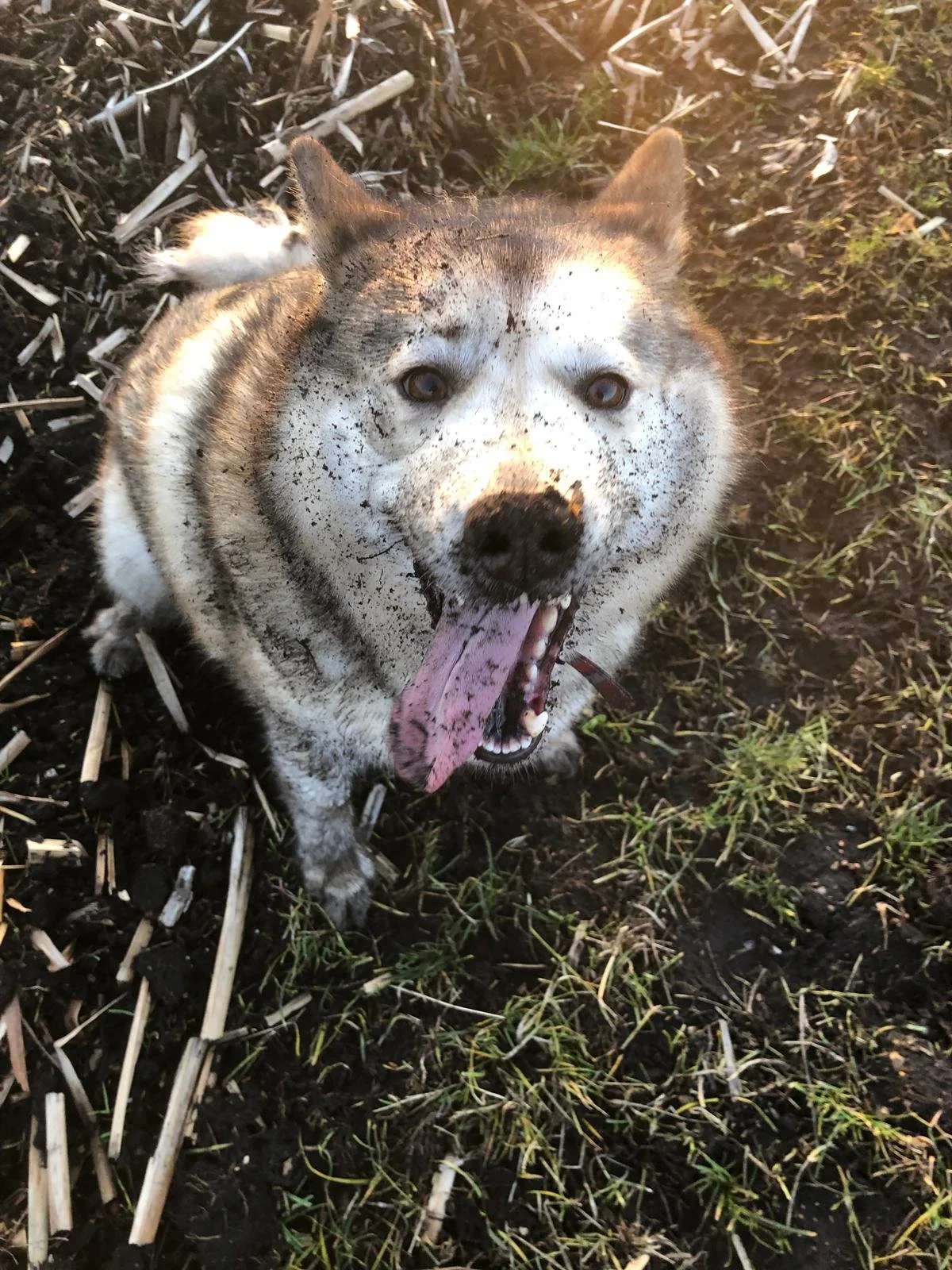 A wolfdog with muddy face and dirt on its nose and fur, lying on muddy and grassy ground, yawning with its tongue out and eyes open.