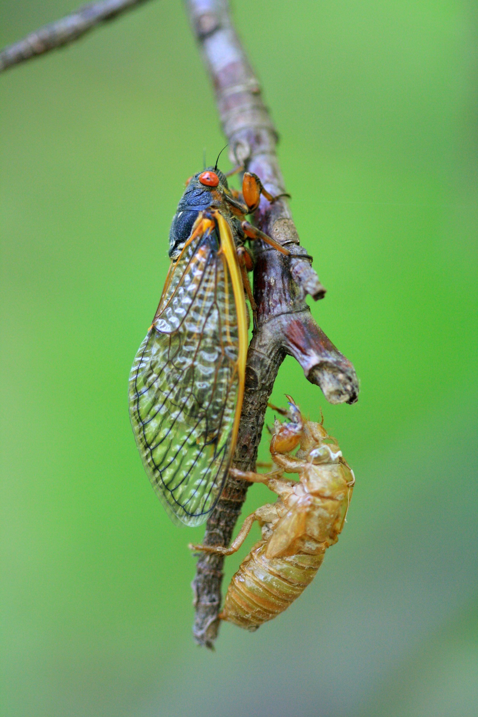A close-up of a cicada emerging from its exoskeleton on a thin tree branch, with a green background.
