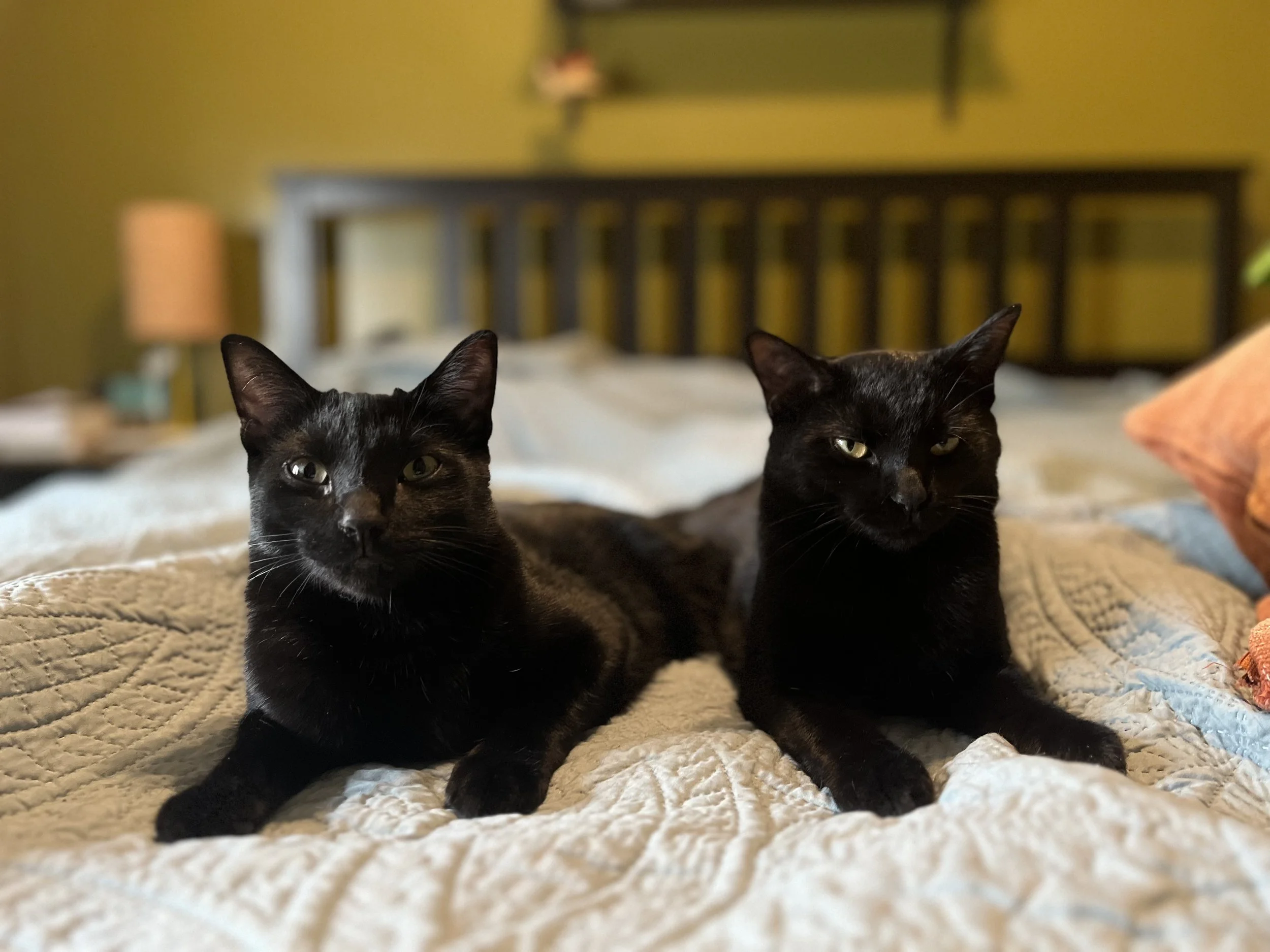 Two black cats lying on a bed with a cream-colored quilt.