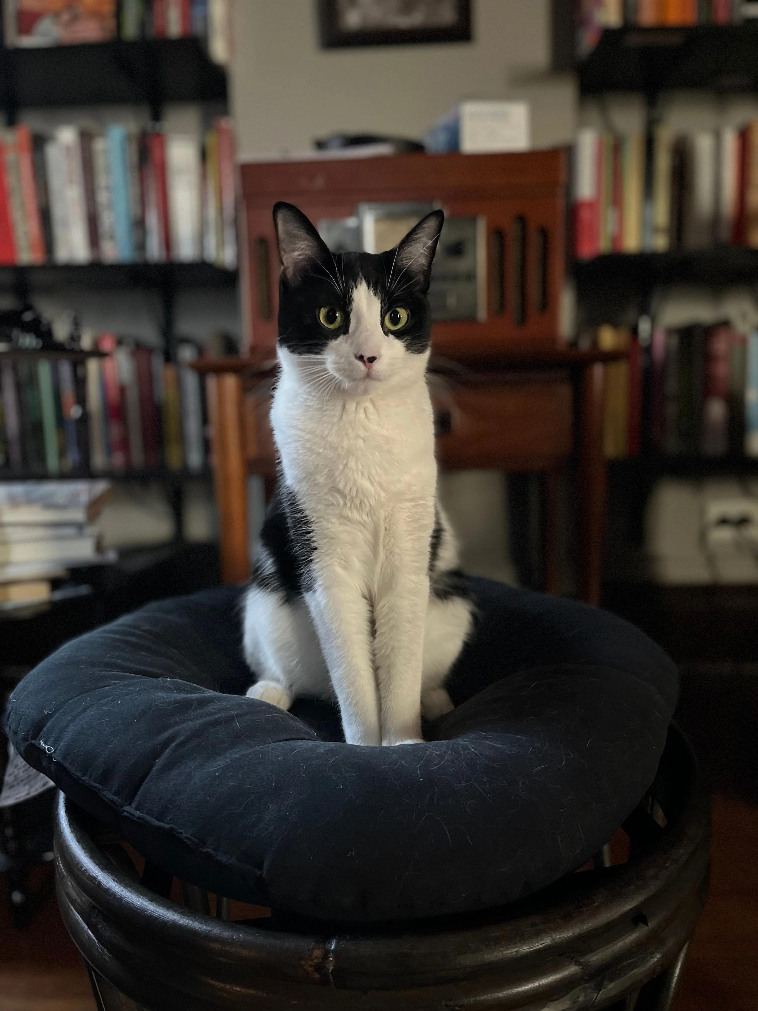Black and white cat sitting on a round, black cushion on a wooden stool, with bookshelves and a wooden cabinet in the background.