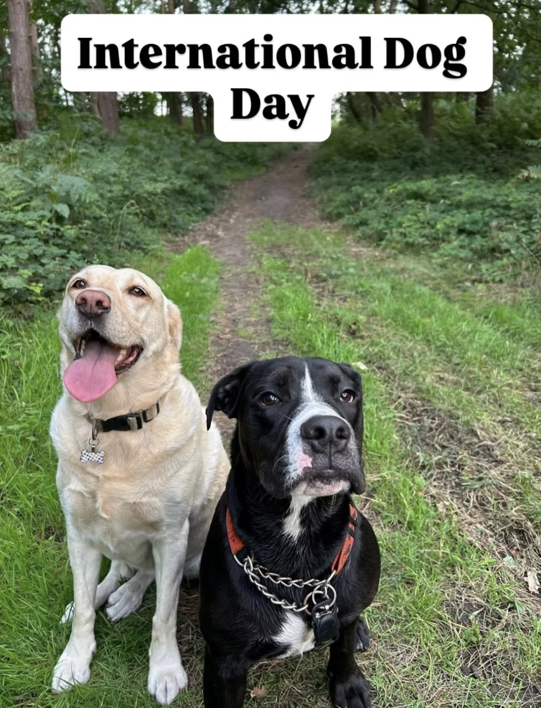 International Dog Day