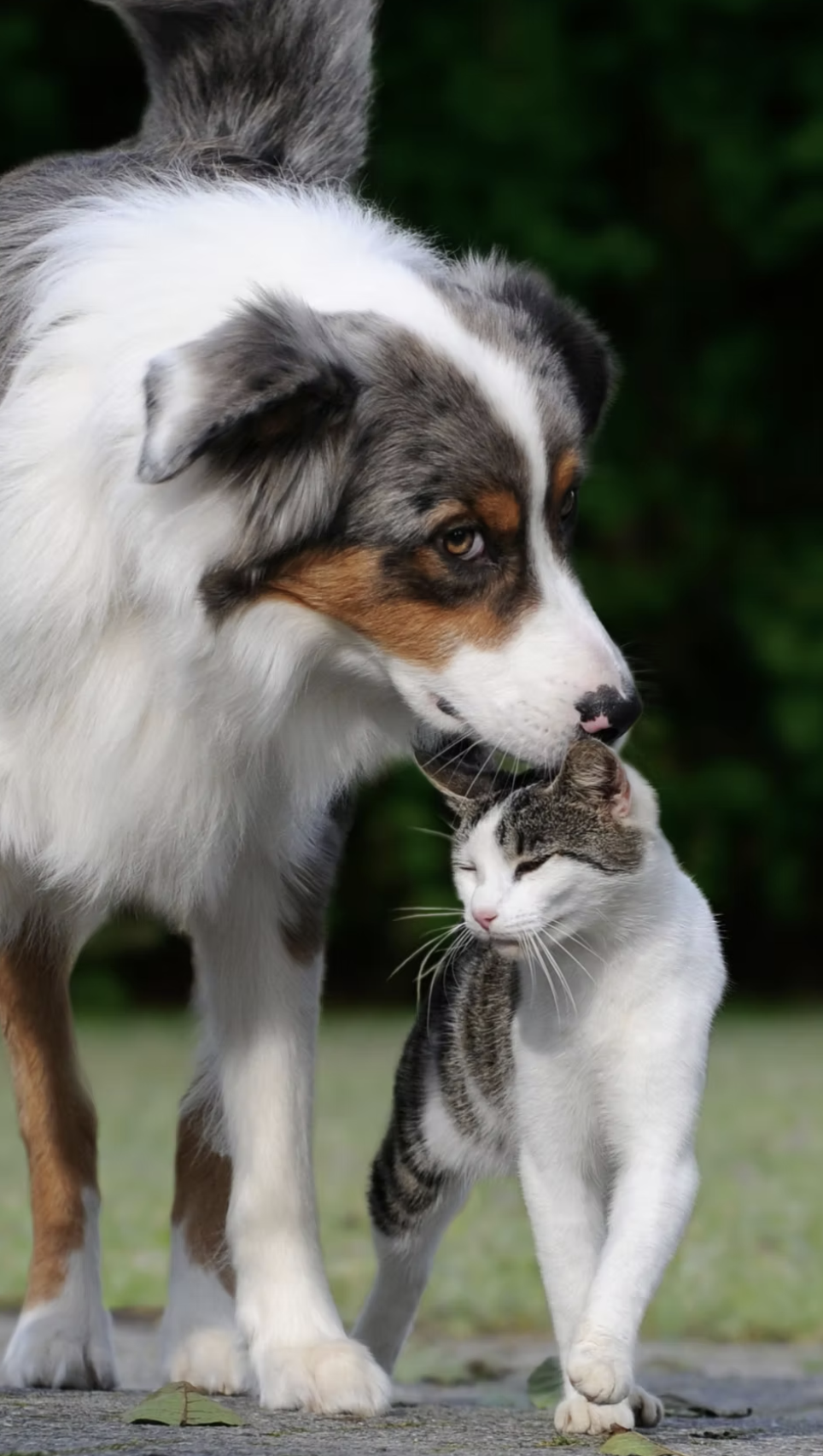 Home euthanasia for pets in Chesterfield and Derbyshire