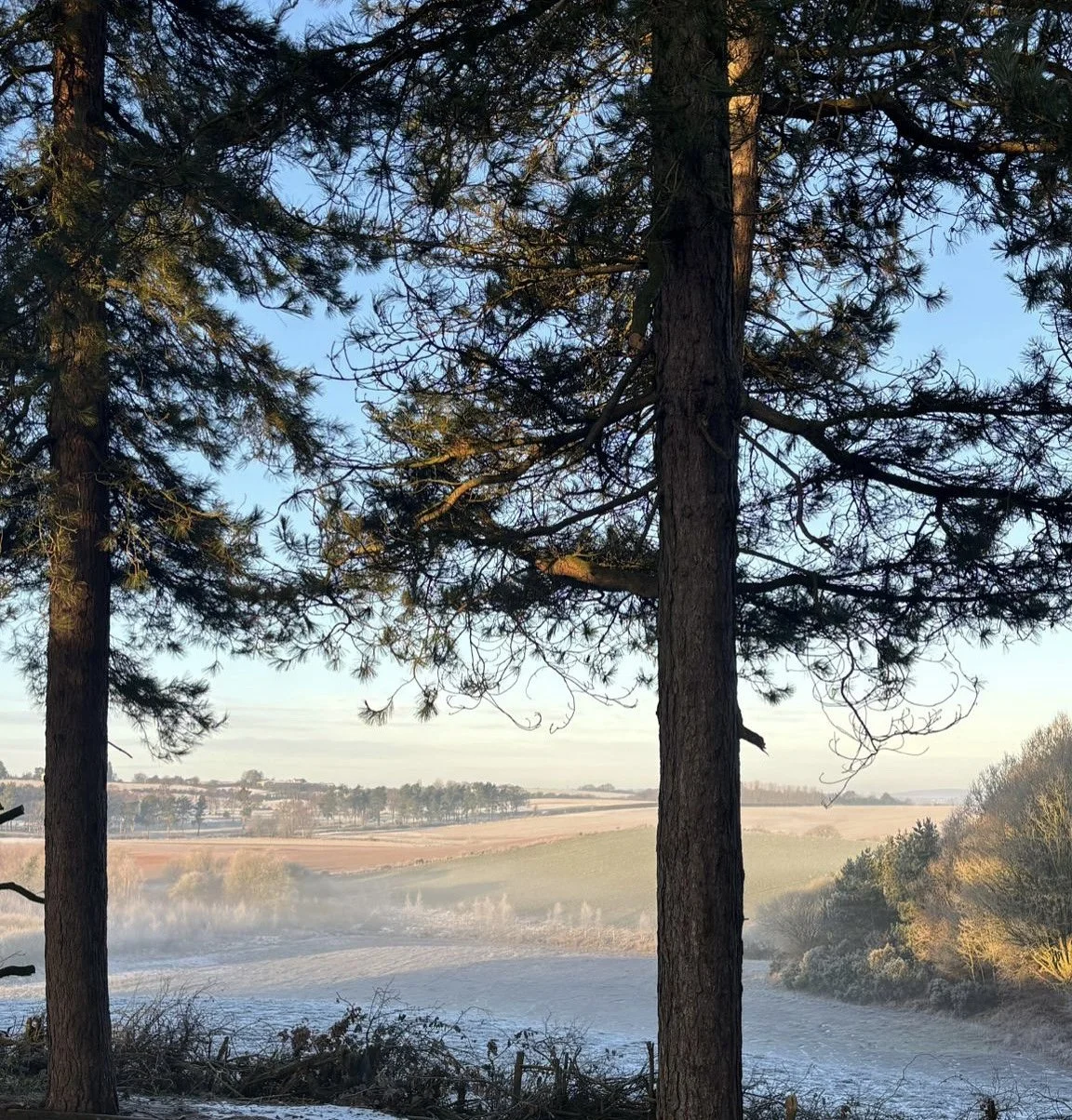 Pet cremation services in Mansfield