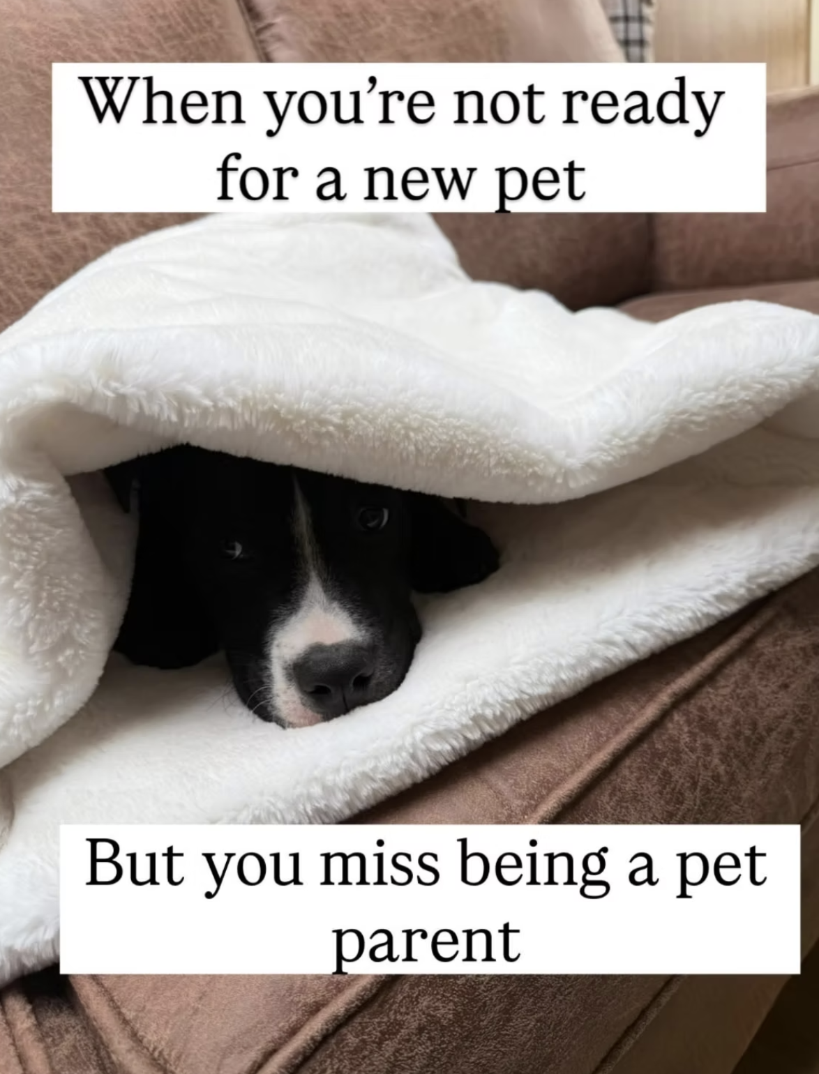 Keeping Animals in your life