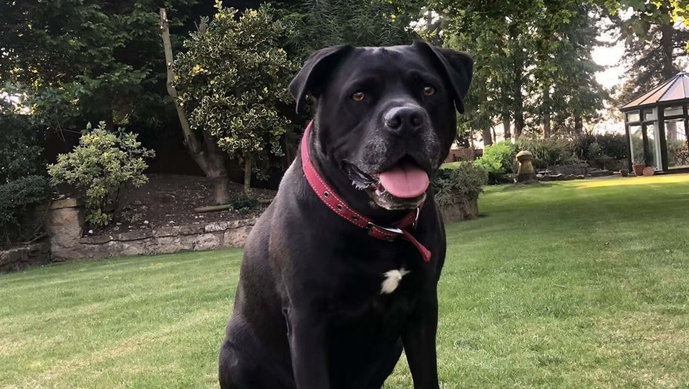 Pet cremation services in Kirkby in Ashfield