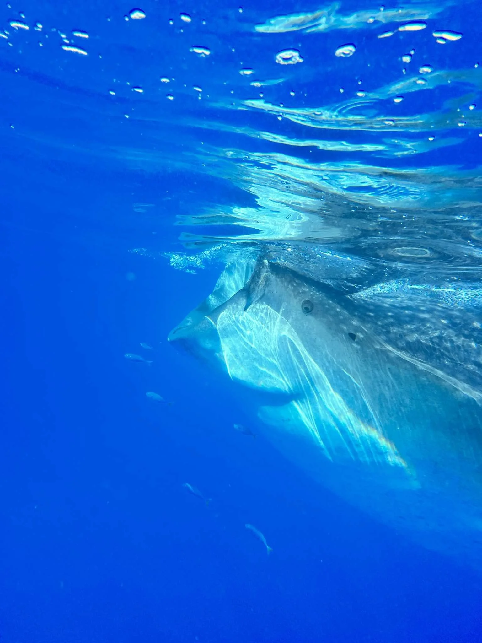 received_508413191736820.jpeg (Copy)