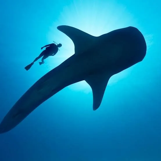 images-5.jpeg (Copy)