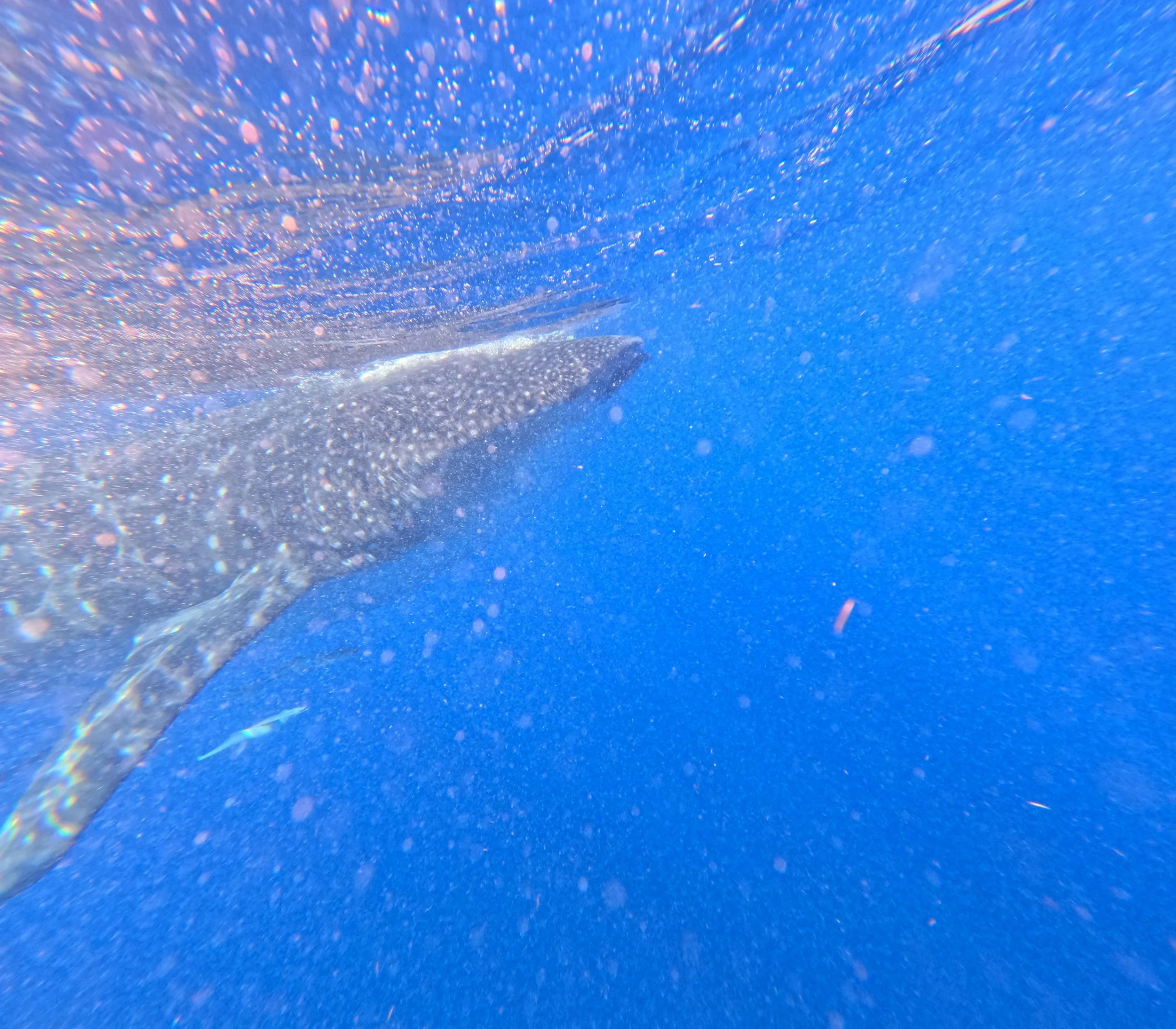 IMG-20250704-WA0042.jpg (Copy)