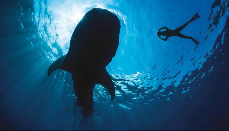 images-3.jpeg (Copy)