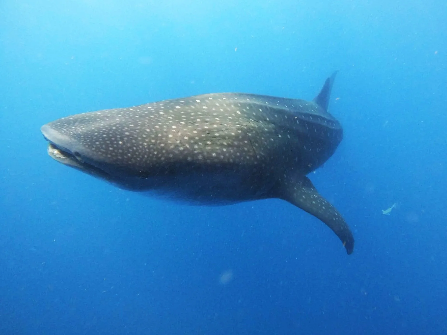 received_383446641442557.jpg (Copy)