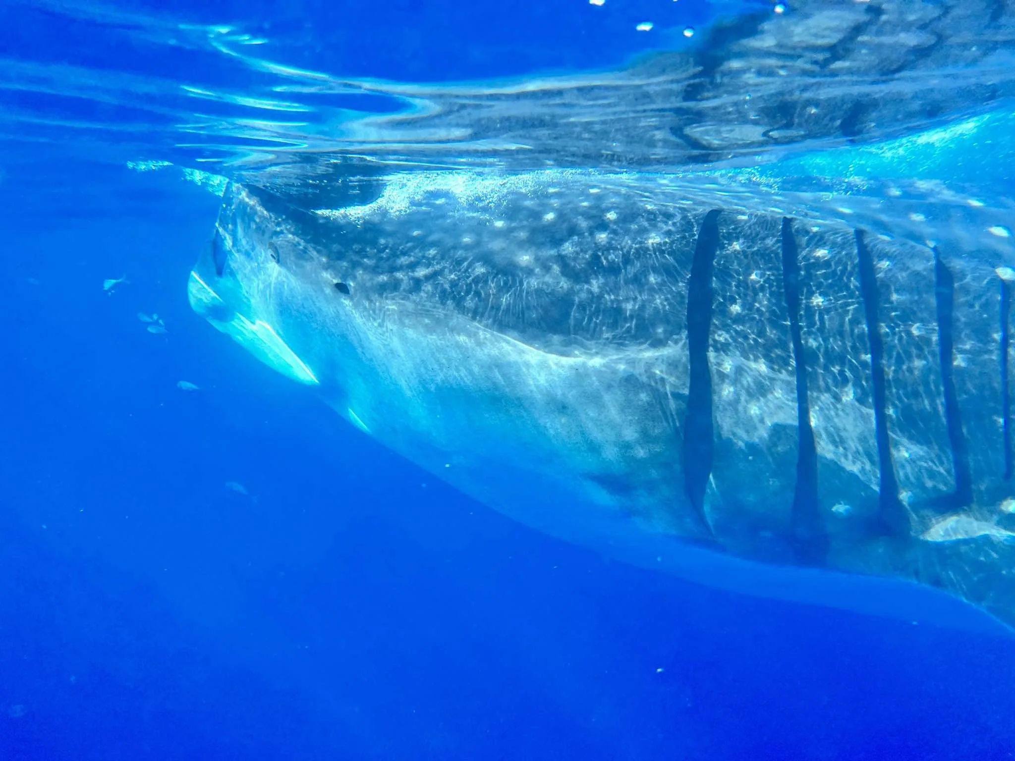 received_1096239212081641.jpeg (Copy)