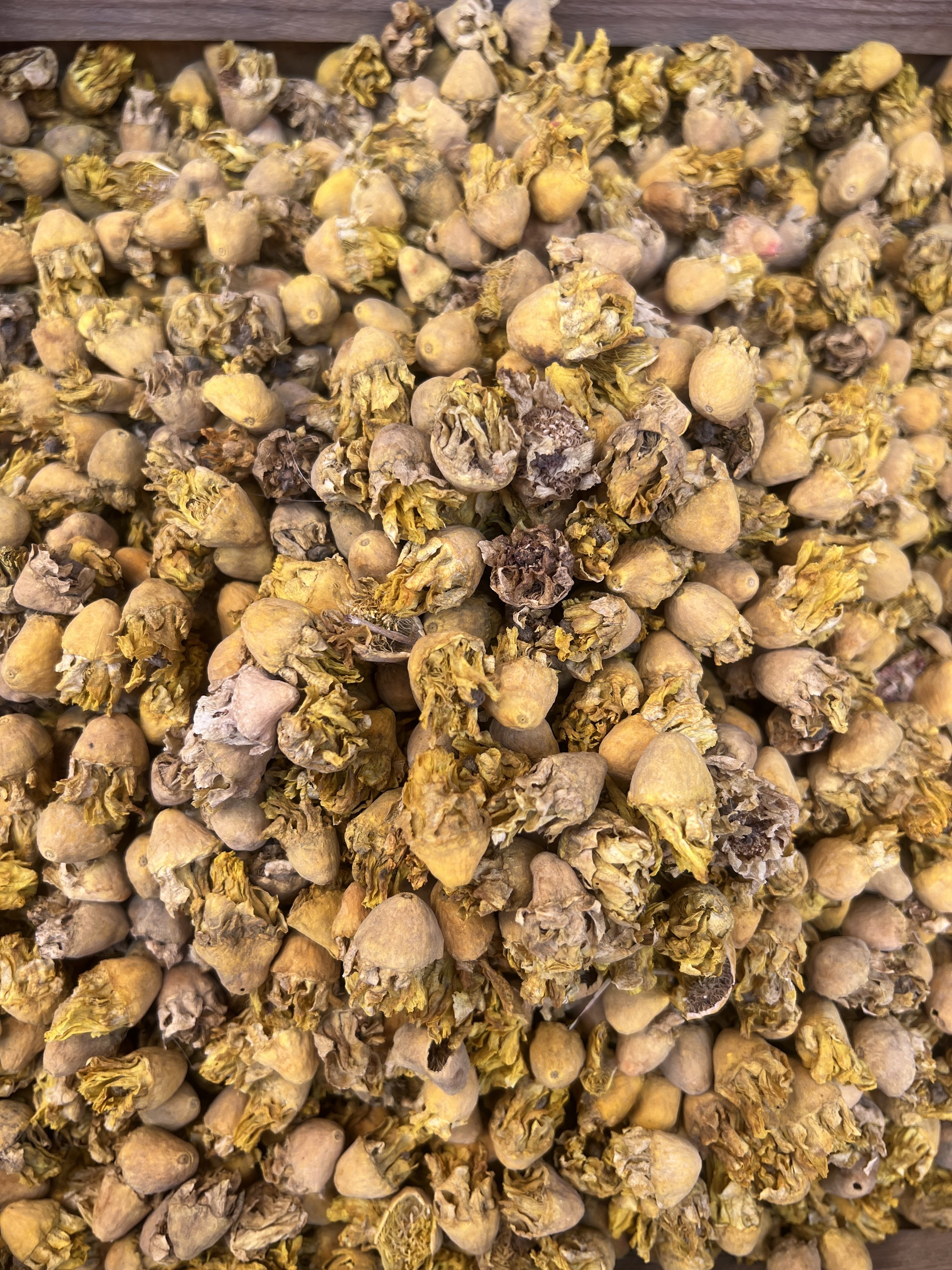 Groups & Professional Workshops