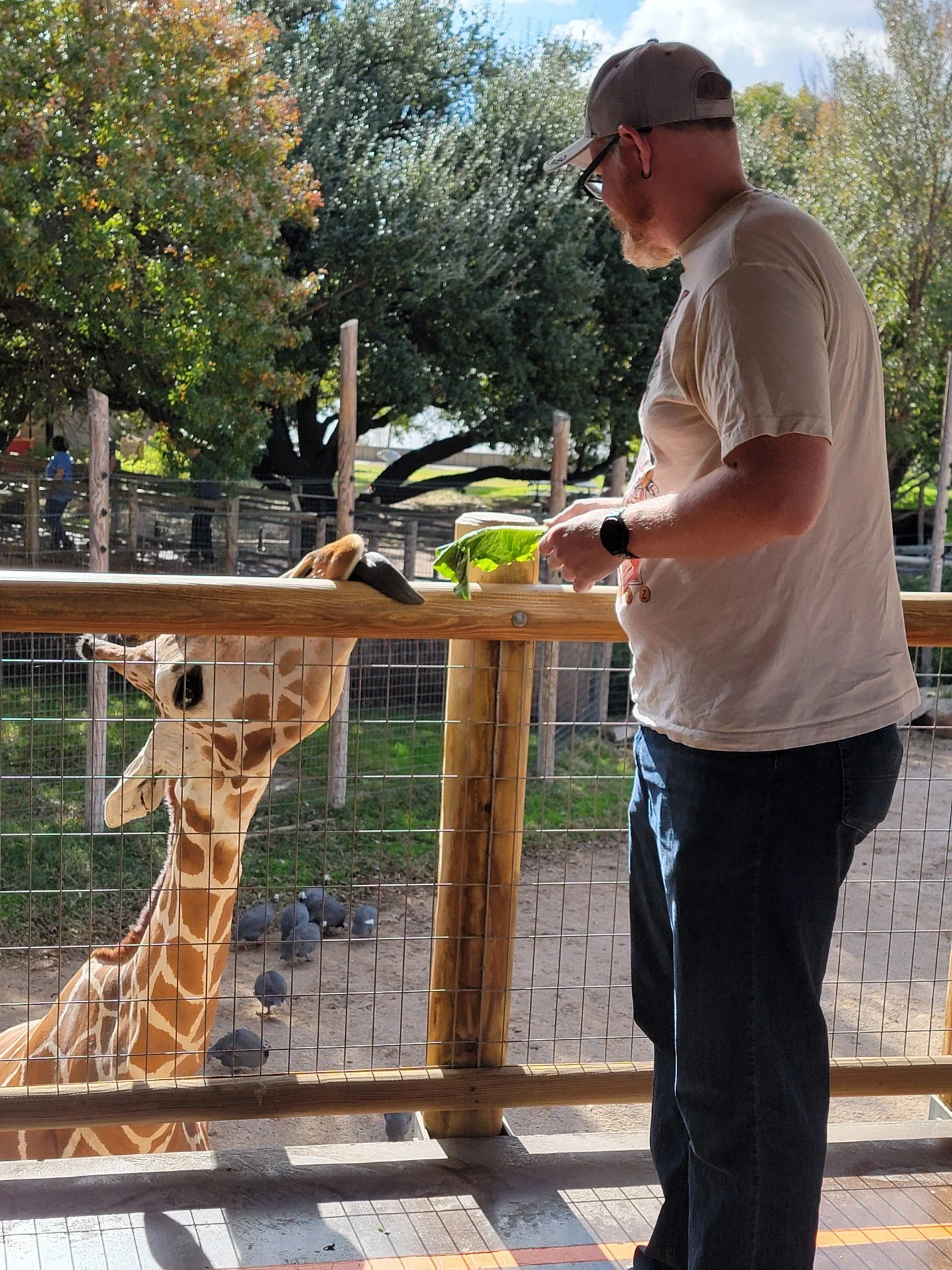 A man with a beard, glasses, and a baseball cap feeds a giraffe through a wooden fence at a zoo or wildlife park. The giraffe is reaching over the fence to eat leaves from the man's hand. Trees and other visitors are visible in the background.