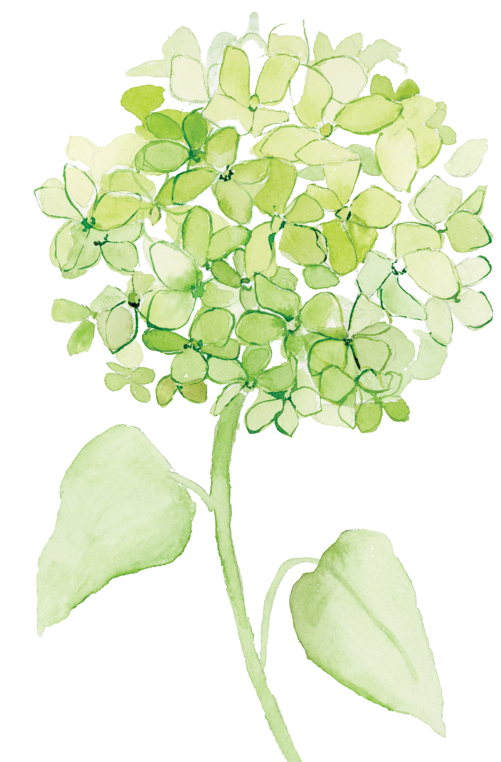Hand-painted green hydrangea bloom in soft watercolor.