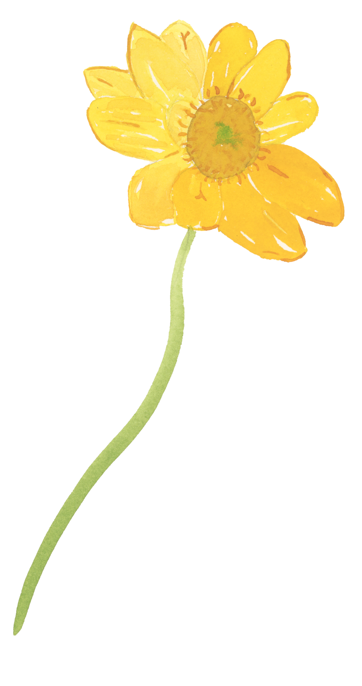 Small yellow watercolor buttercup with delicate green stem
